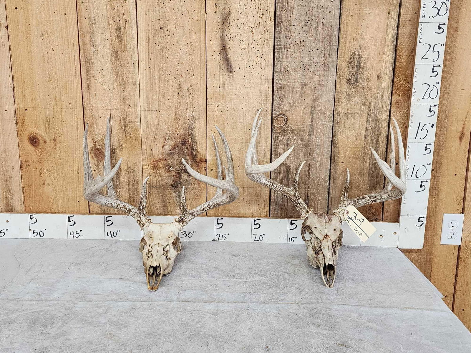 2 Sets Of Whitetail Antlers On Skull (1 of 3)