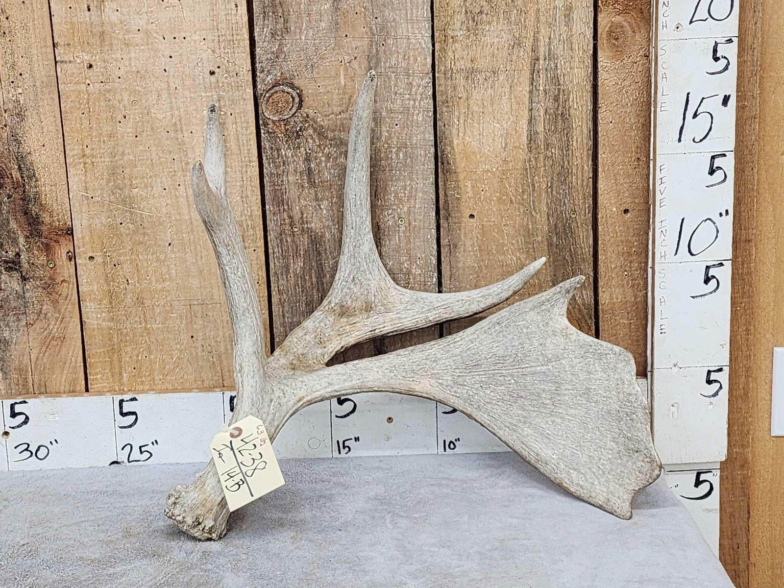 Unusual Double Main Beam Moose Shed Antler (1 of 6)
