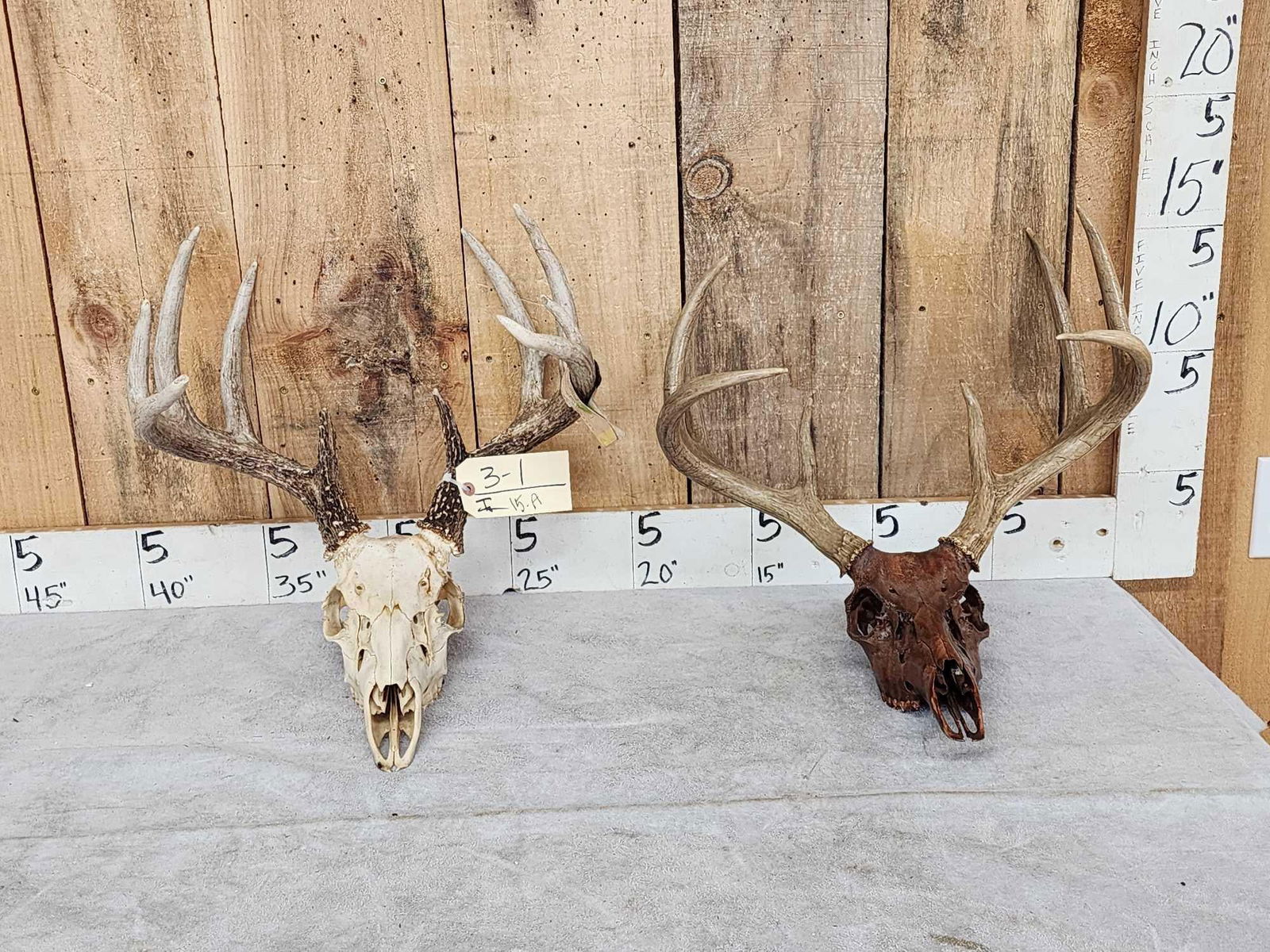 2 Sets Of Whitetail Antlers On Skull (1 of 5)