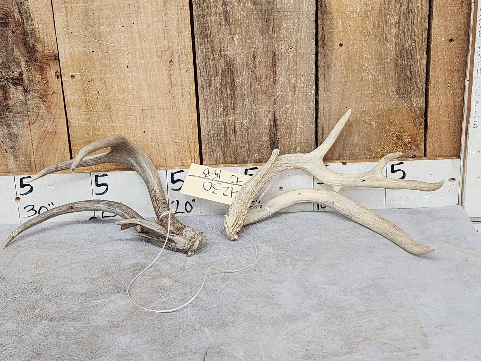 2 Double Main Beam Whitetail Shed Antlers (1 of 6)