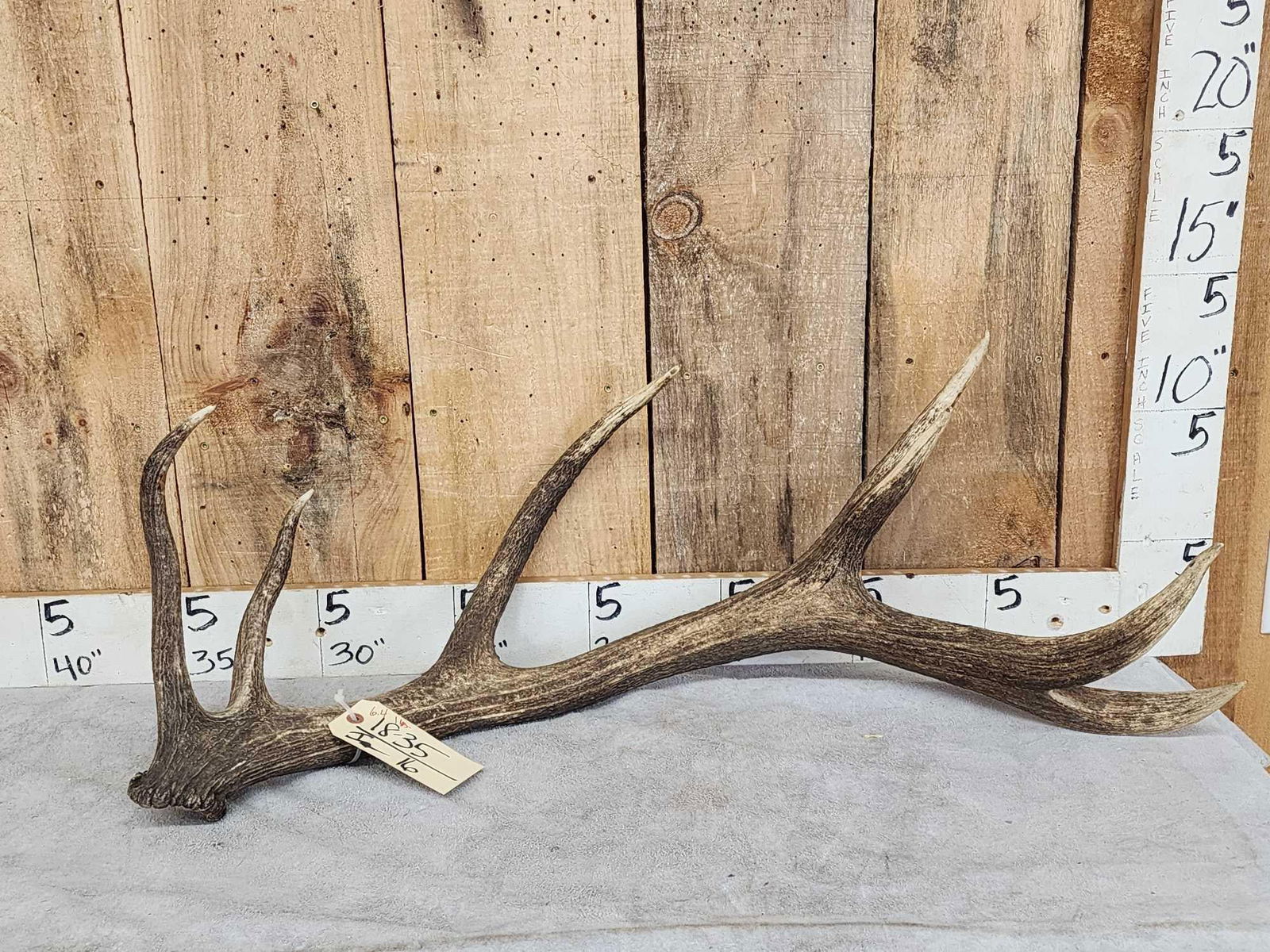 6.4 Lbs Red Stag Shed Antler (1 of 3)