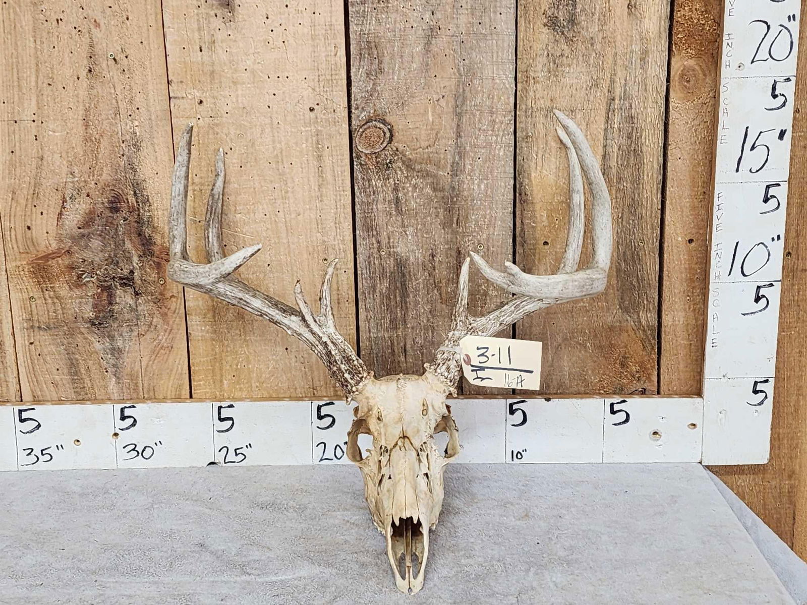 4x5 Whitetail Antlers On Skull (1 of 3)