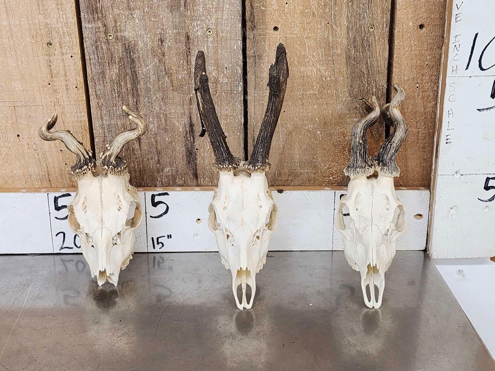 3 Sets Of Nontypical Roe Deer Antlers On Skulls (1 of 8)