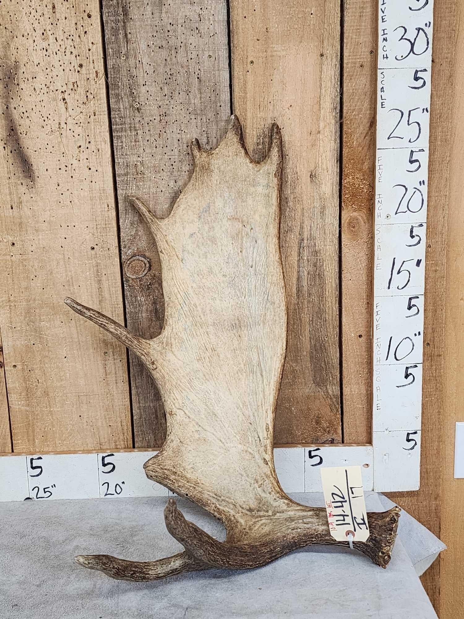 10.9 Lbs Moose Shed Antler: 14.42 Good color