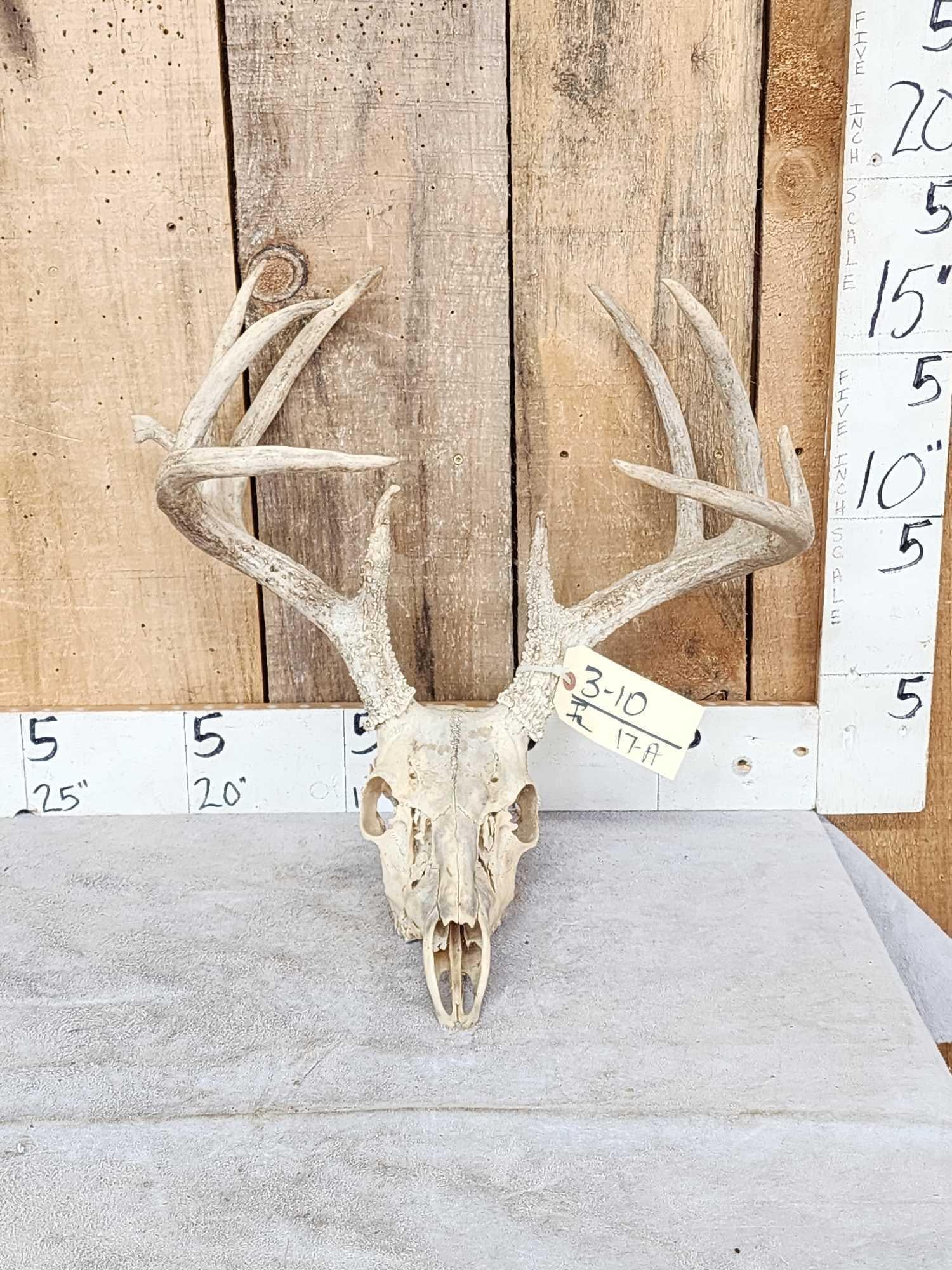 5x5 Whitetail Antlers On Skull (1 of 4)