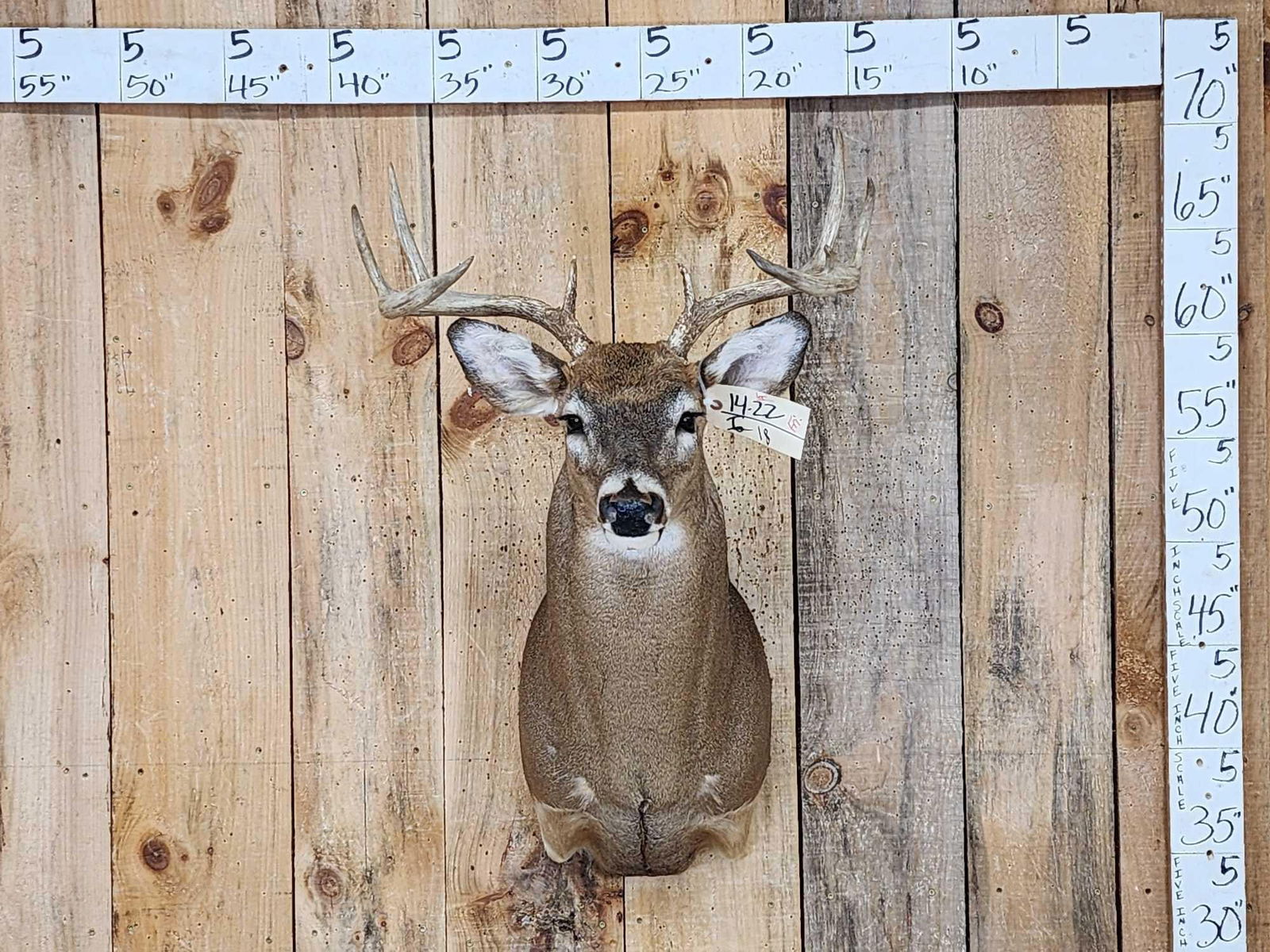 4x5 Whitetail Shoulder Mount Taxidermy (1 of 3)