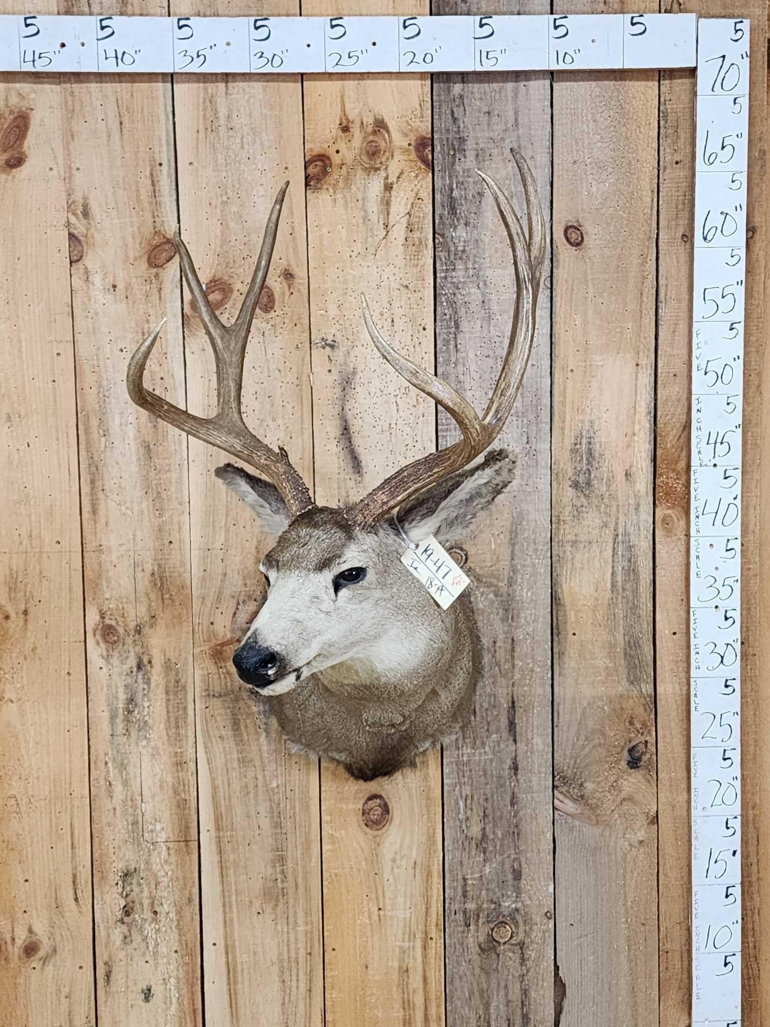 3x4 Mule Deer Shoulder Mount Taxidermy (1 of 4)