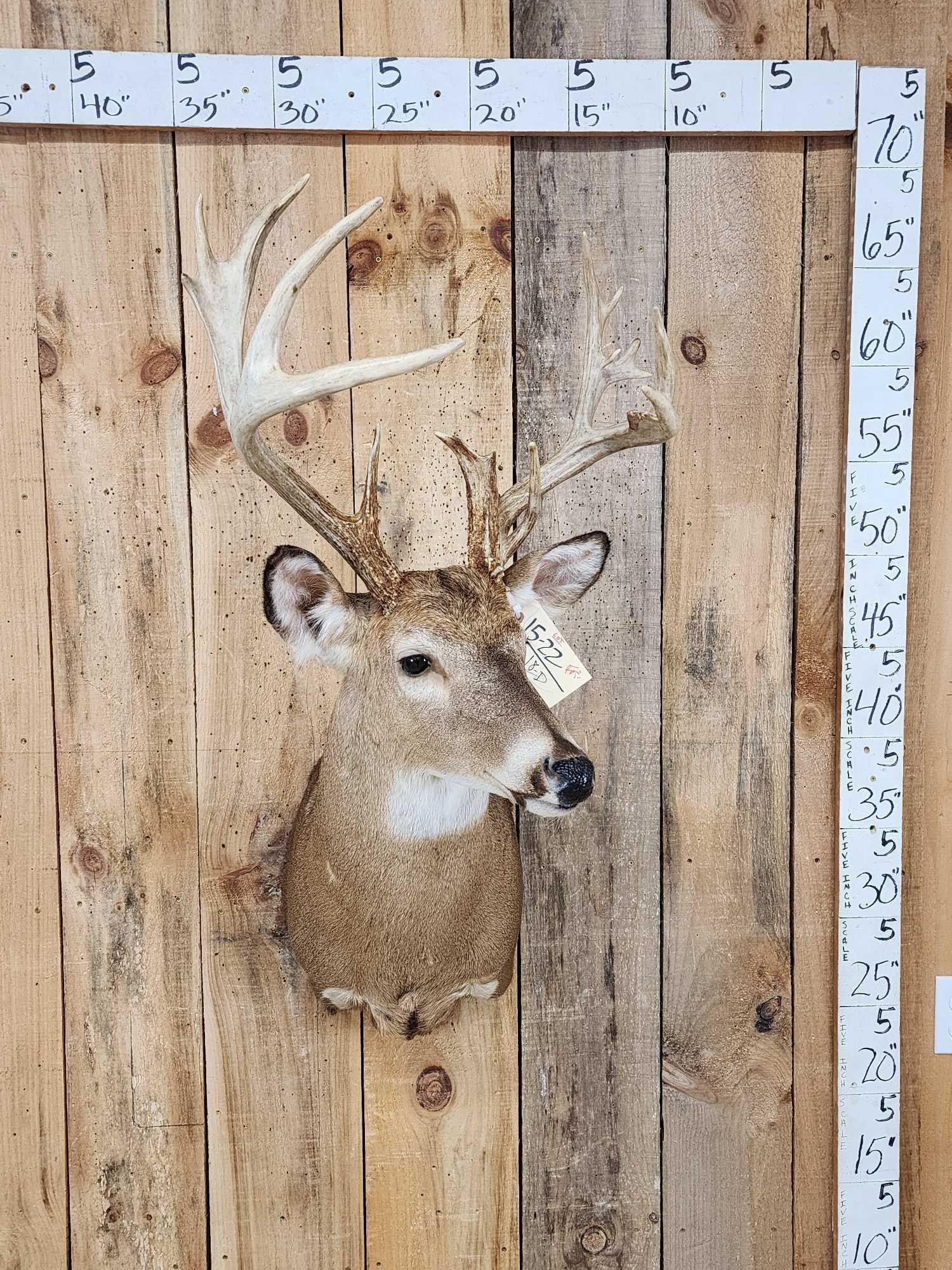 Cool Wild Nontypical Whitetail Shoulder Mount Taxidermy (1 of 9)