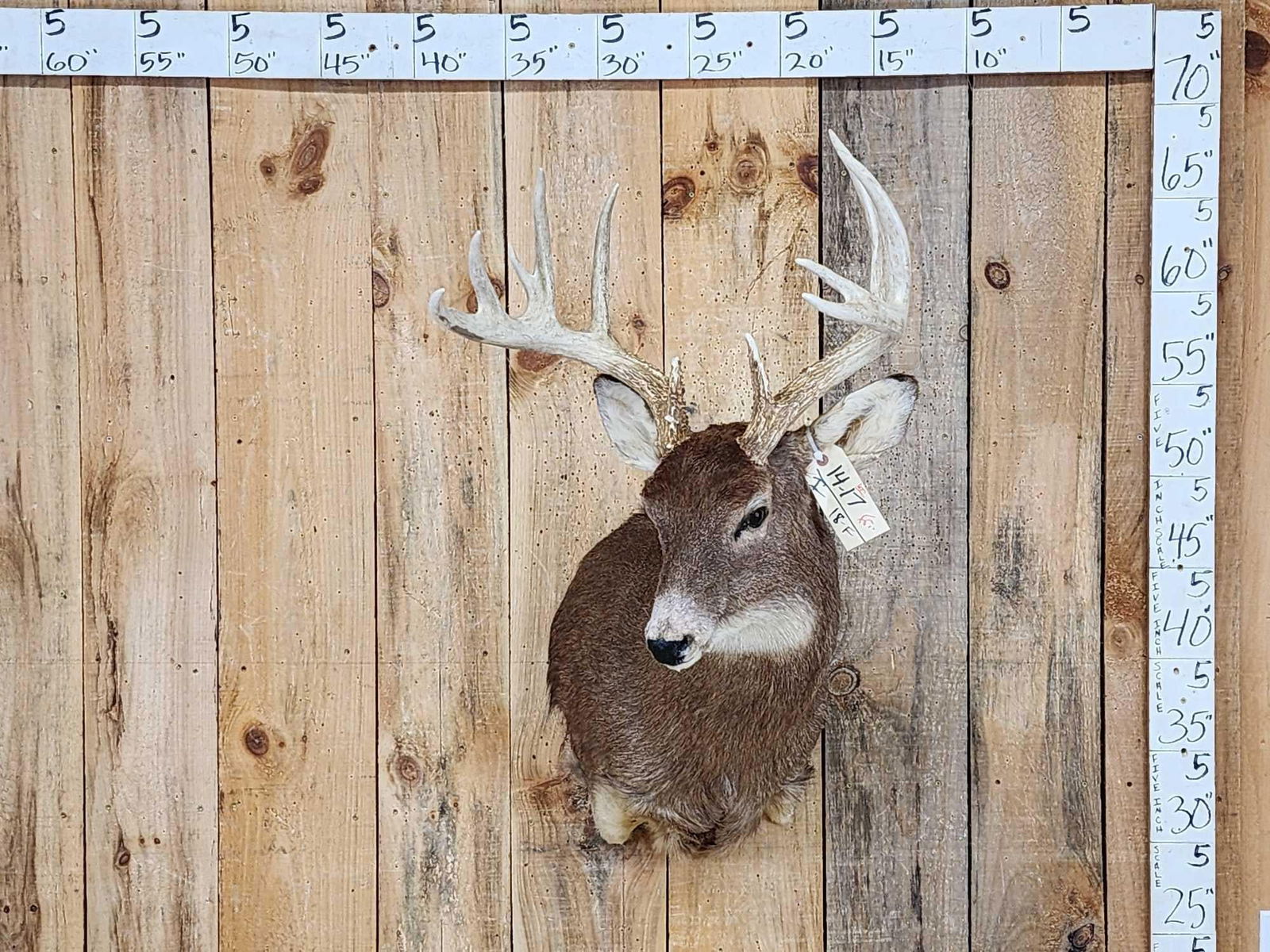 Main Frame 5x5 Whitetail Shoulder Mount Taxidermy (1 of 6)