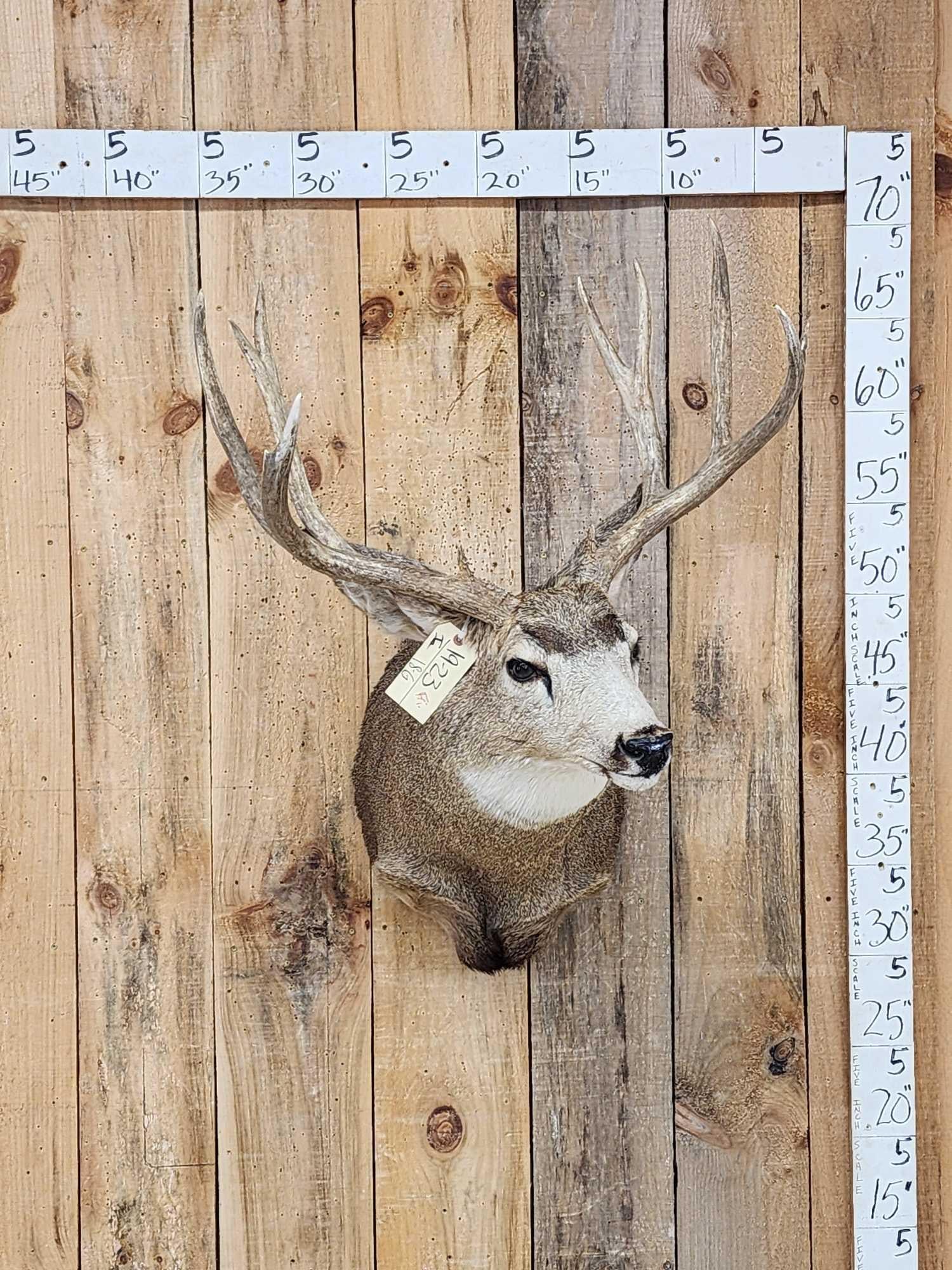 6x5 Mule Deer Shoulder Mount Taxidermy (1 of 4)