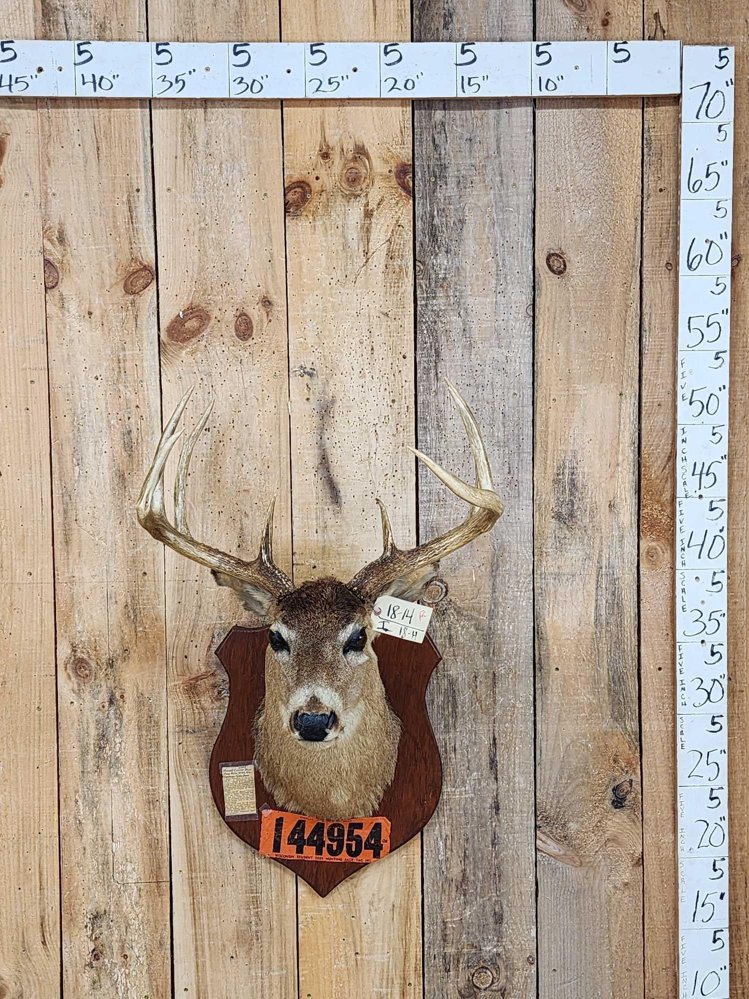 Vintage Wisconsin 4x4 Whitetail Shoulder Mount Taxidermy (1 of 7)
