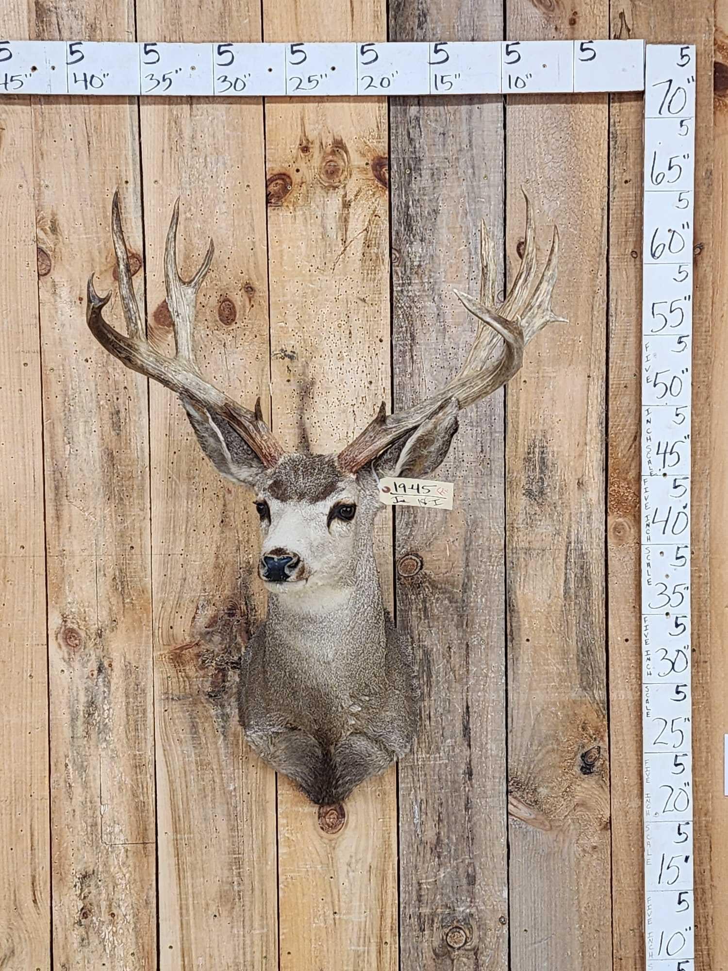 Big Nontypical Mule Deer Shoulder Mount Taxidermy (1 of 6)