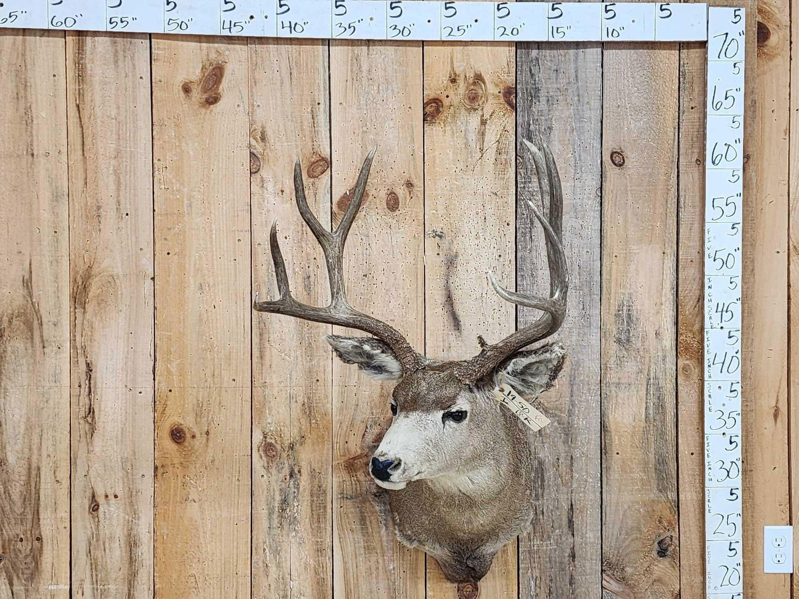 4x5 Mule Deer Shoulder Mount Taxidermy (1 of 4)