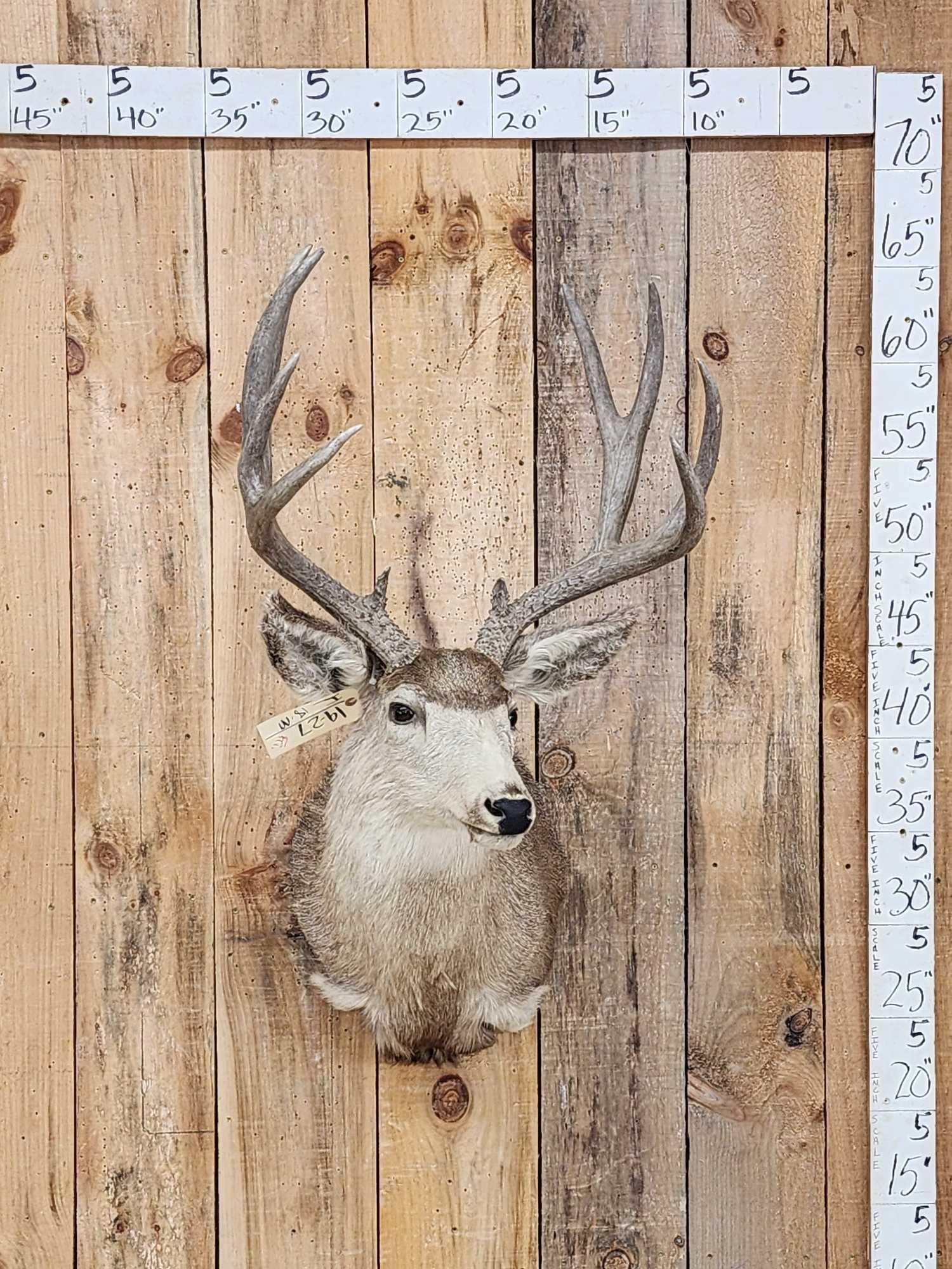 5x5 Mule Deer Shoulder Mount Taxidermy (1 of 4)
