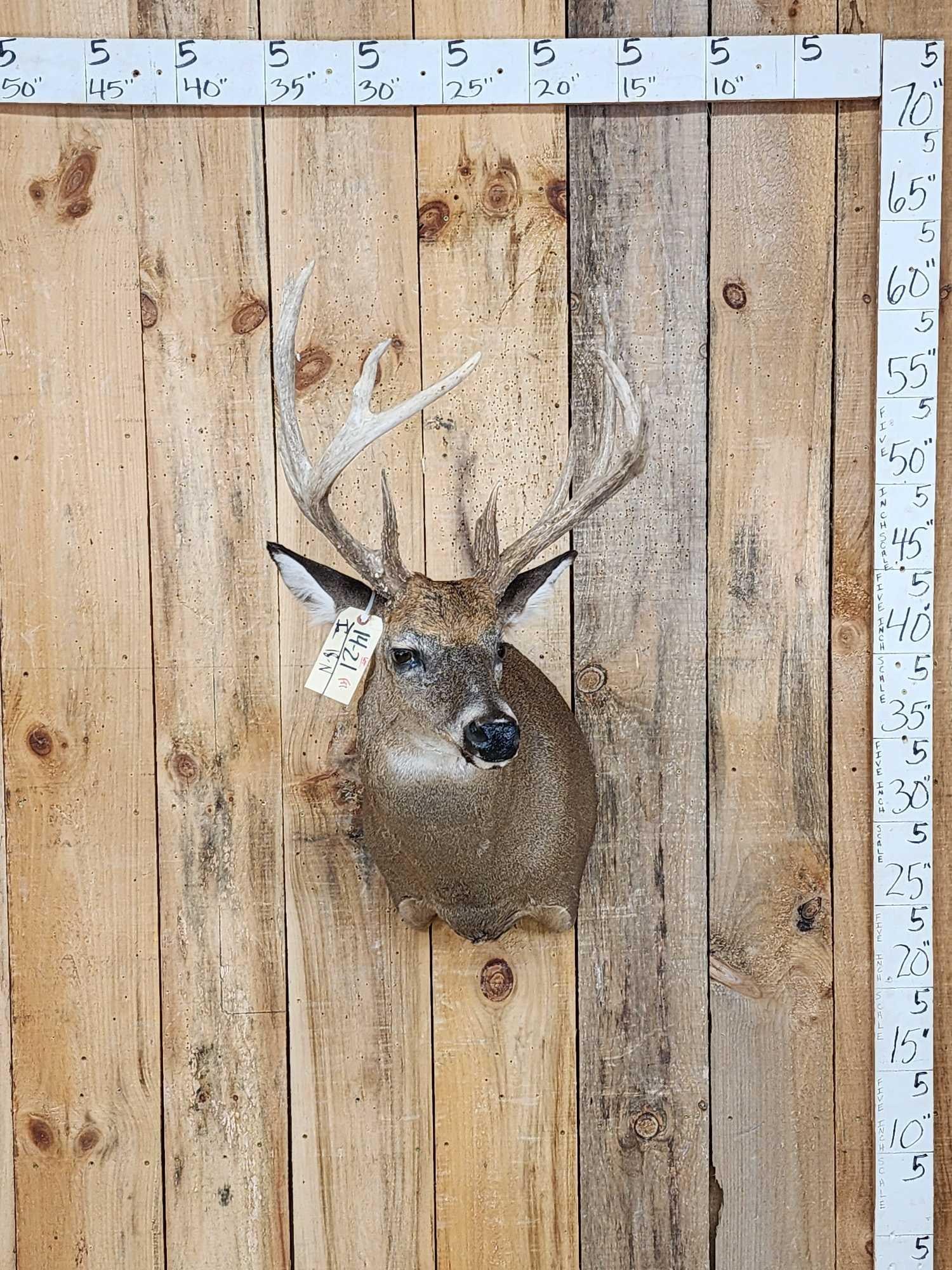 Main Frame 5x5 Whitetail Shoulder Mount Taxidermy (1 of 7)
