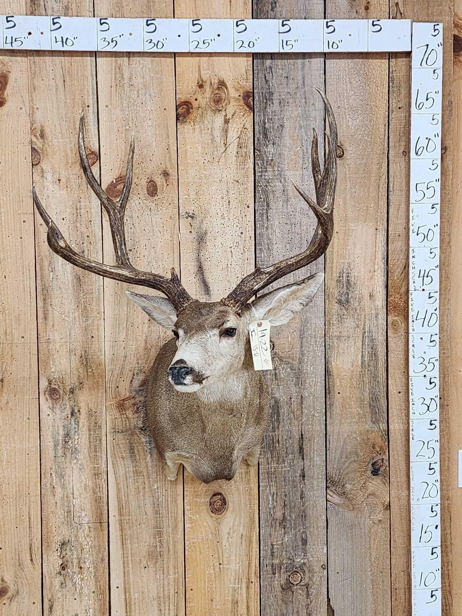 Big 5x5 Mule Deer Shoulder Mount Taxidermy (1 of 6)