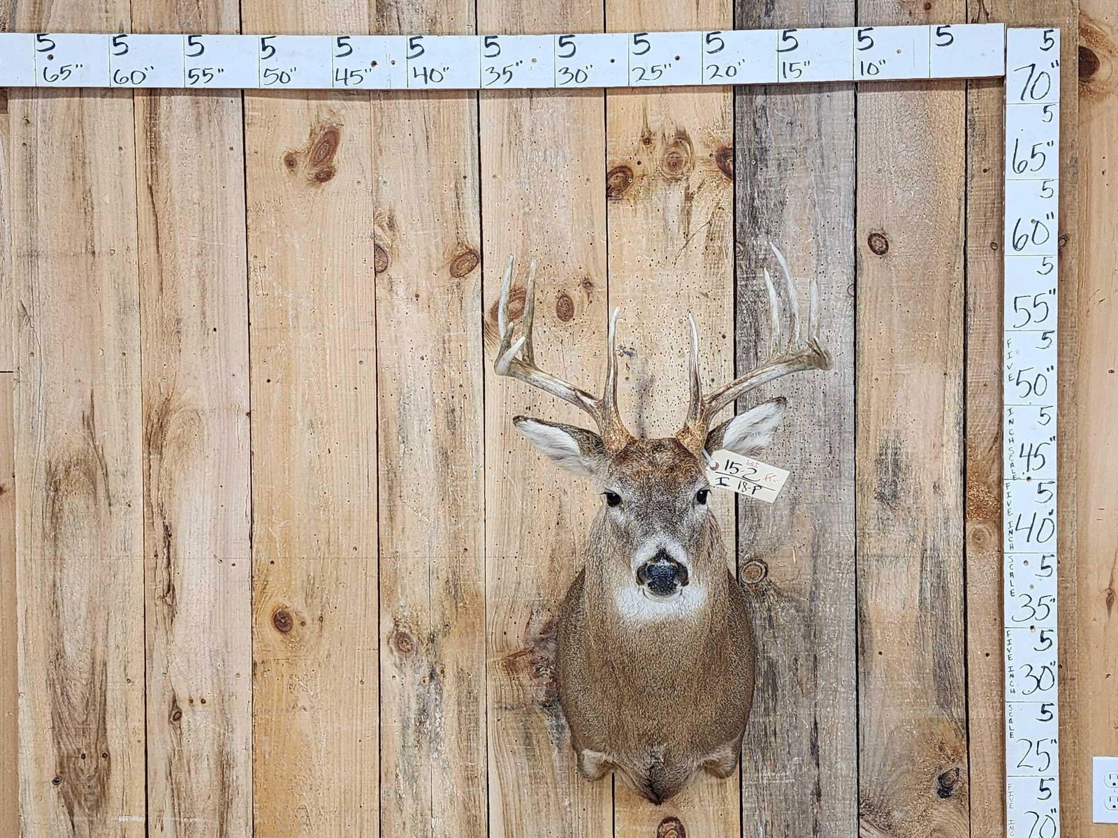 5x5 Whitetail Shoulder Mount Taxidermy (1 of 5)
