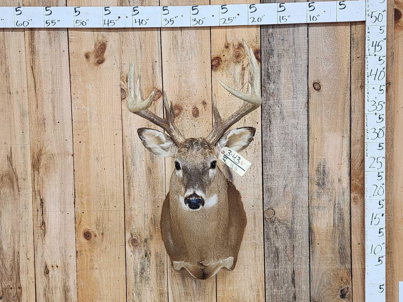 156 5/8" Gross Wild Whitetail Shoulder Mount Taxidermy (1 of 4)