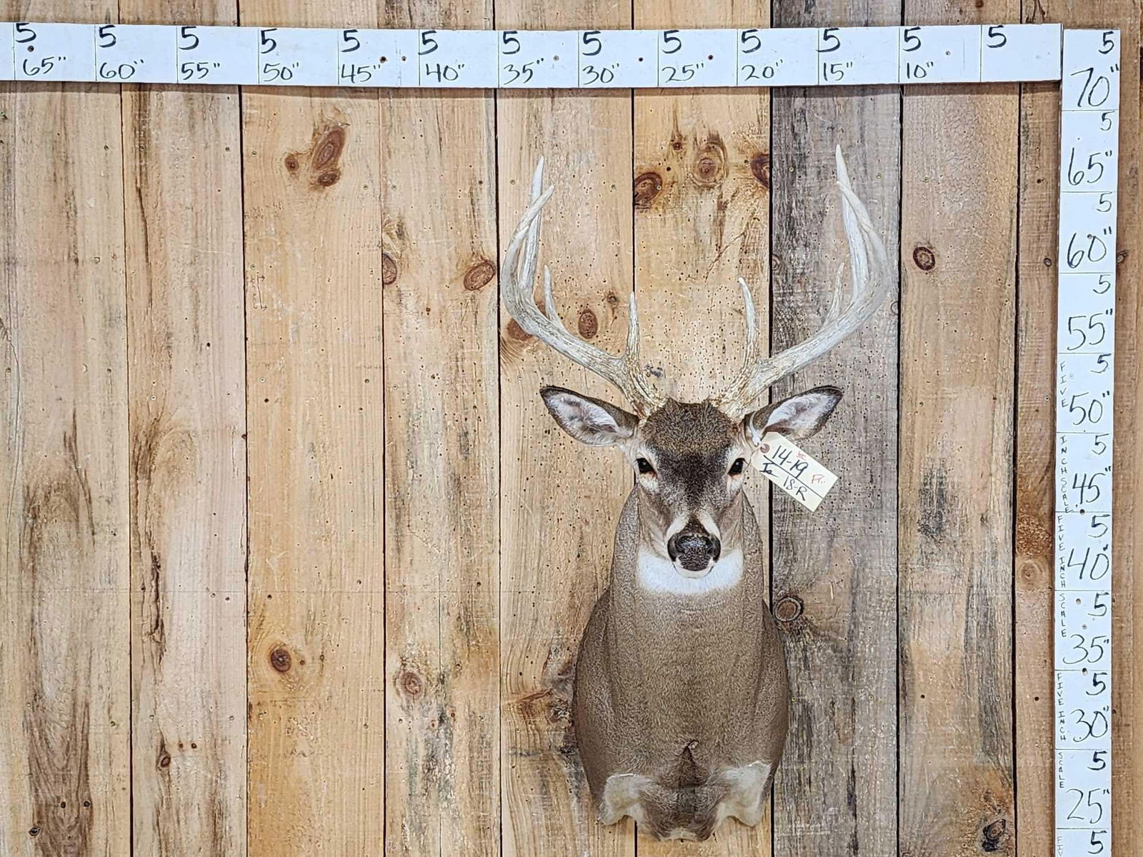 Extra Nice 5x5 Whitetail Shoulder Mount Taxidermy (1 of 4)