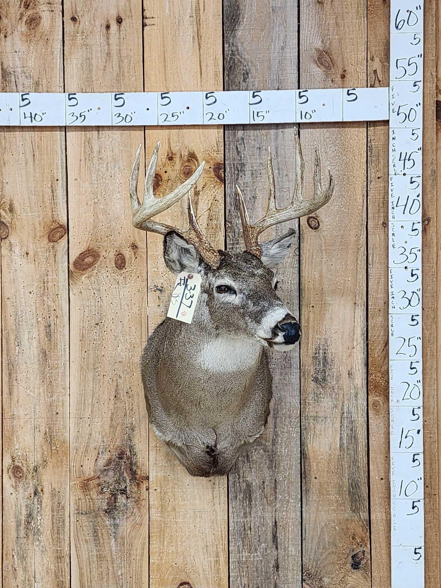 5x5 Whitetail Shoulder Mount Taxidermy (1 of 4)