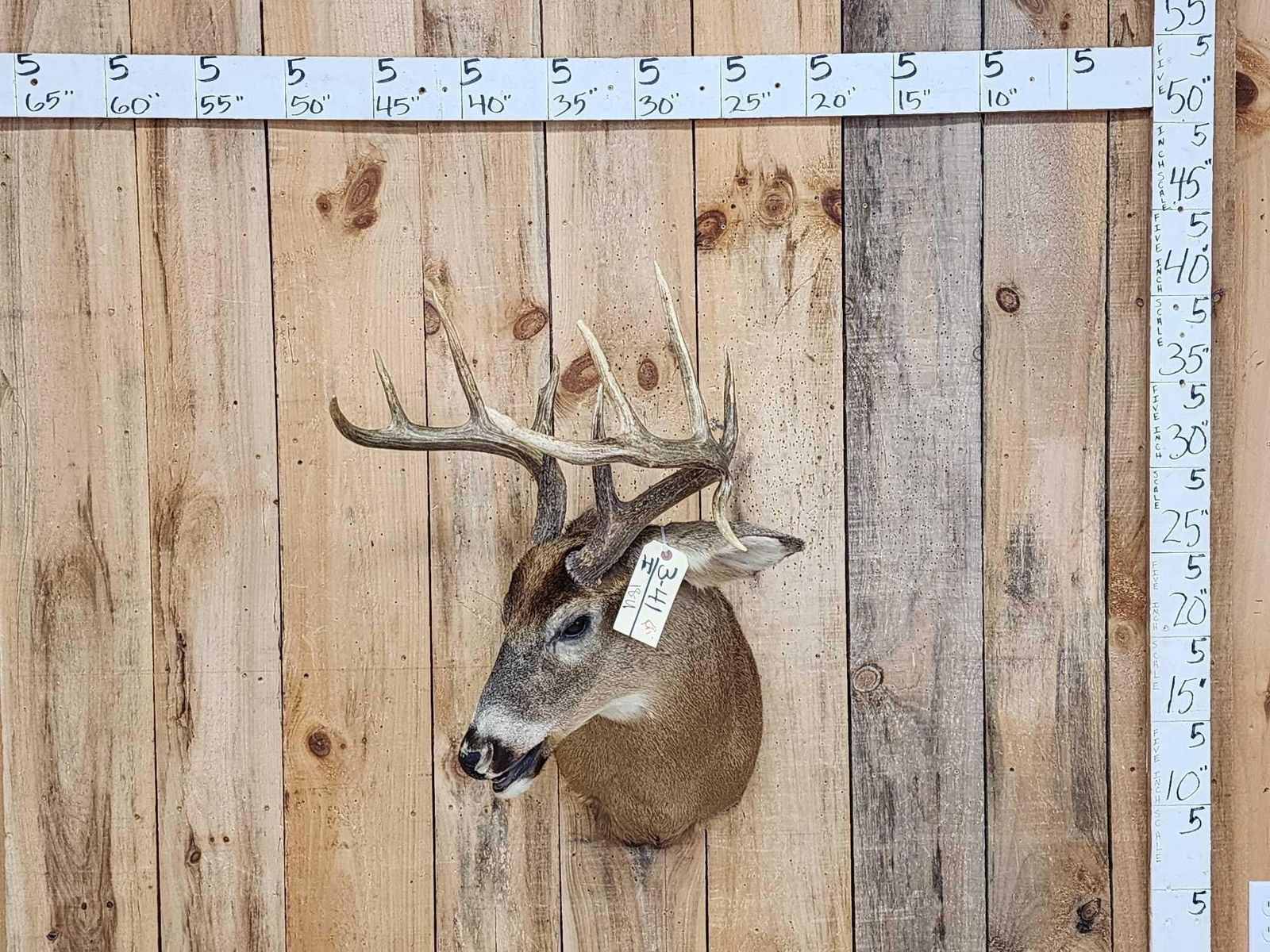 5x5 Whitetail Shoulder Mount Taxidermy: 3.41 With droptine Cool pose