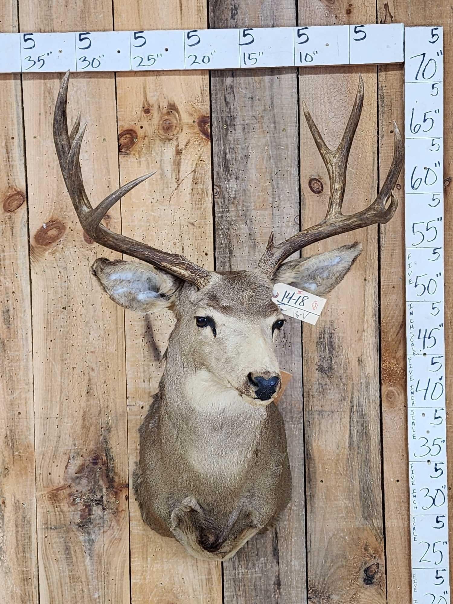 4x5 Mule Deer Shoulder Mount Taxidermy (1 of 4)