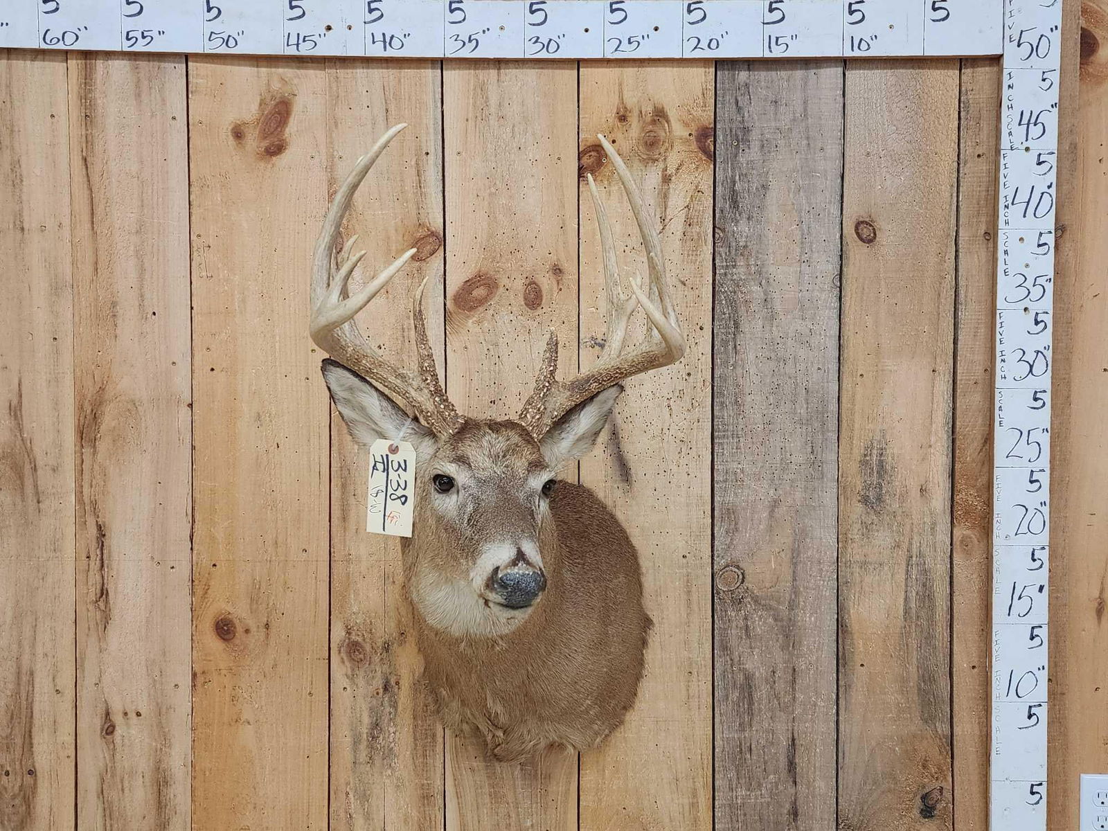 Main Frame 5x5 Whitetail Shoulder Mount Taxidermy: 3.38 Split g2s heavy beading great color Nice mount