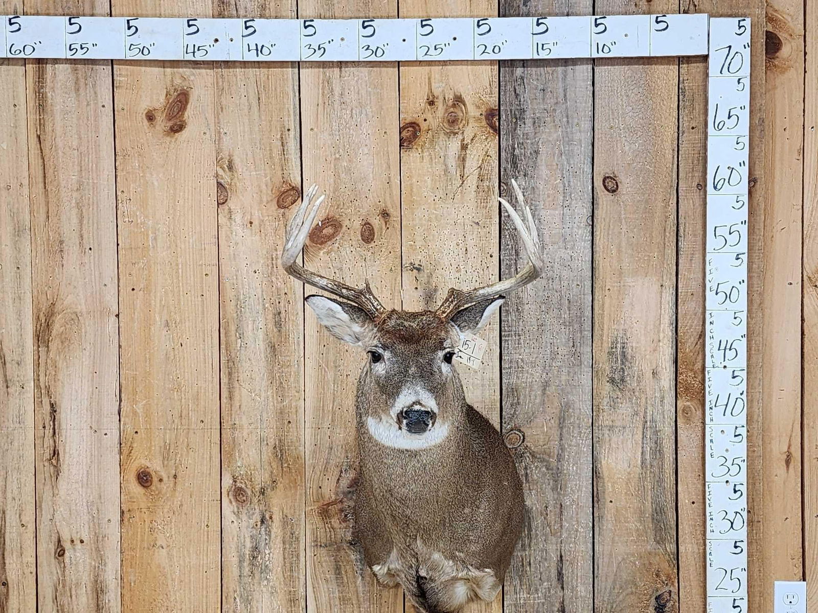 4x4 Whitetail Shoulder Mount Taxidermy (1 of 4)