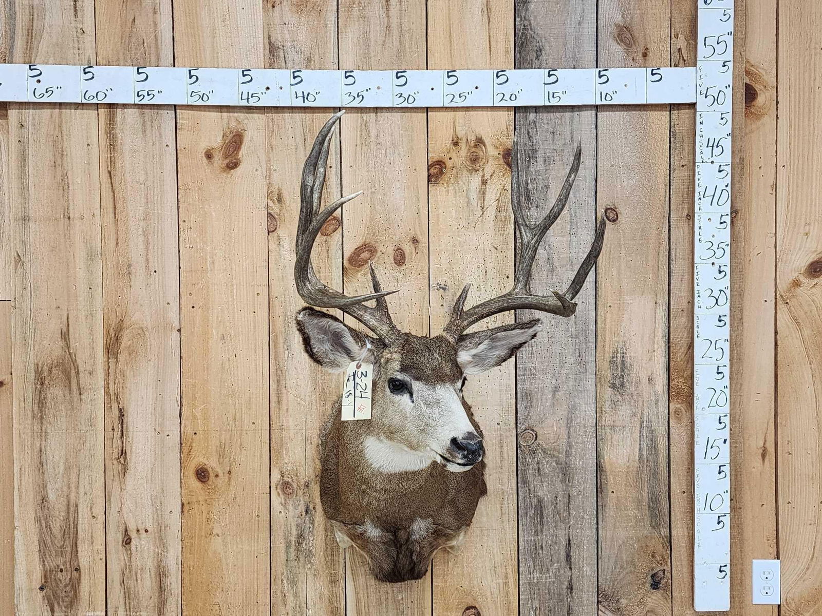 Nice 5x5 Mule Deer Shoulder Mount Taxidermy (1 of 8)