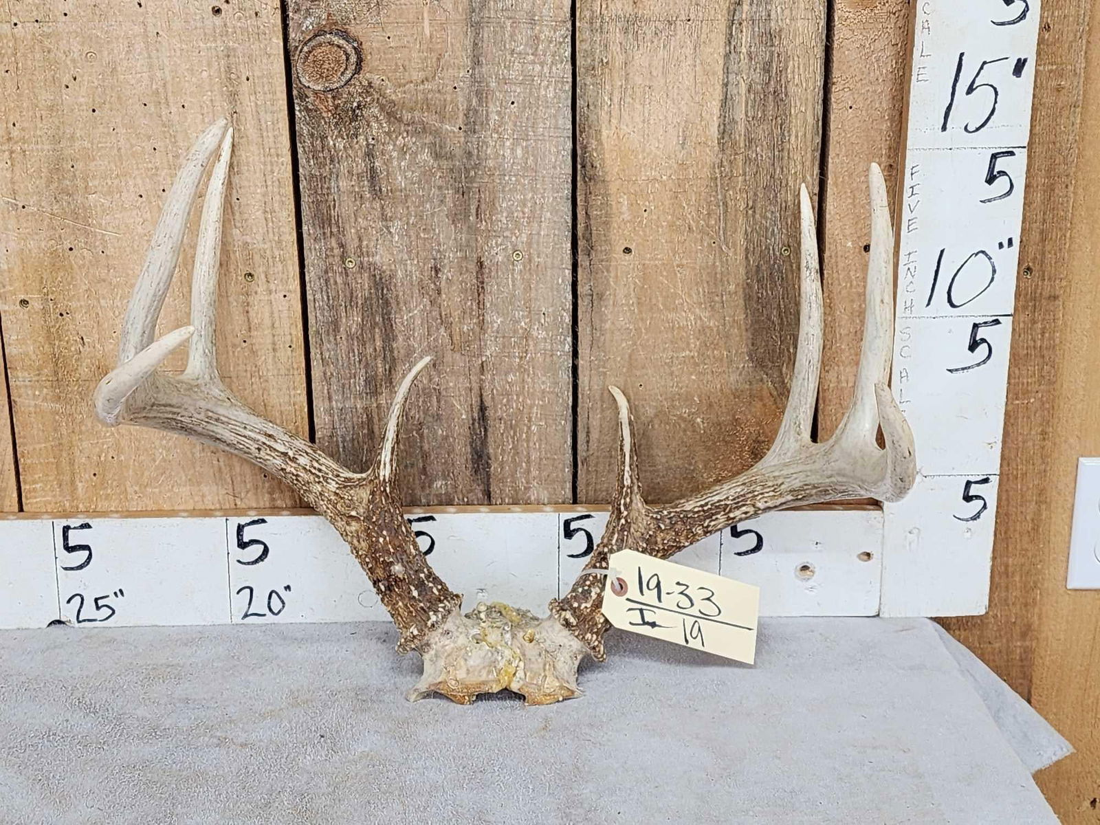 4x5 Whitetail Antlers On Skull Plate (1 of 4)