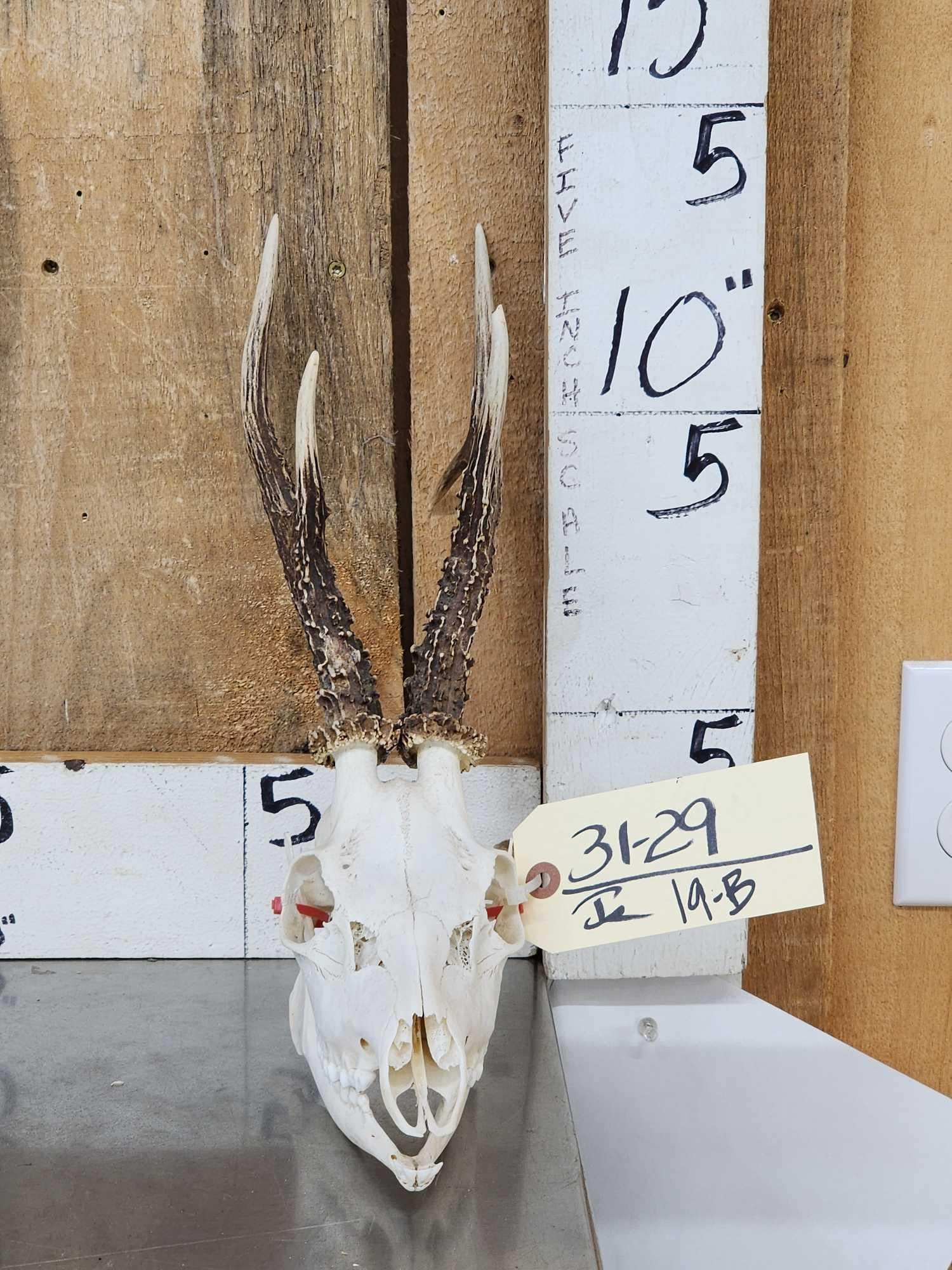 Big Roe Deer Antlers On Full Skull (1 of 5)
