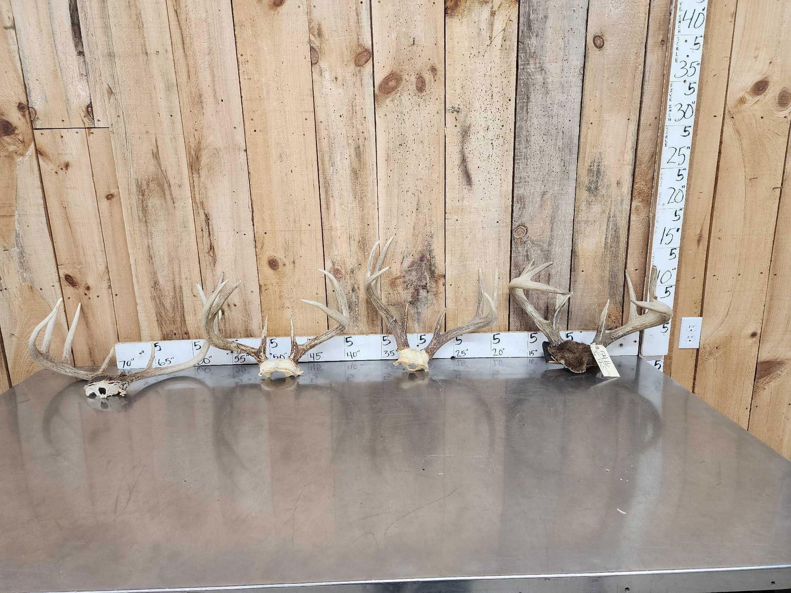 4 Sets Of Whitetail Antlers On Skull Plate (1 of 7)