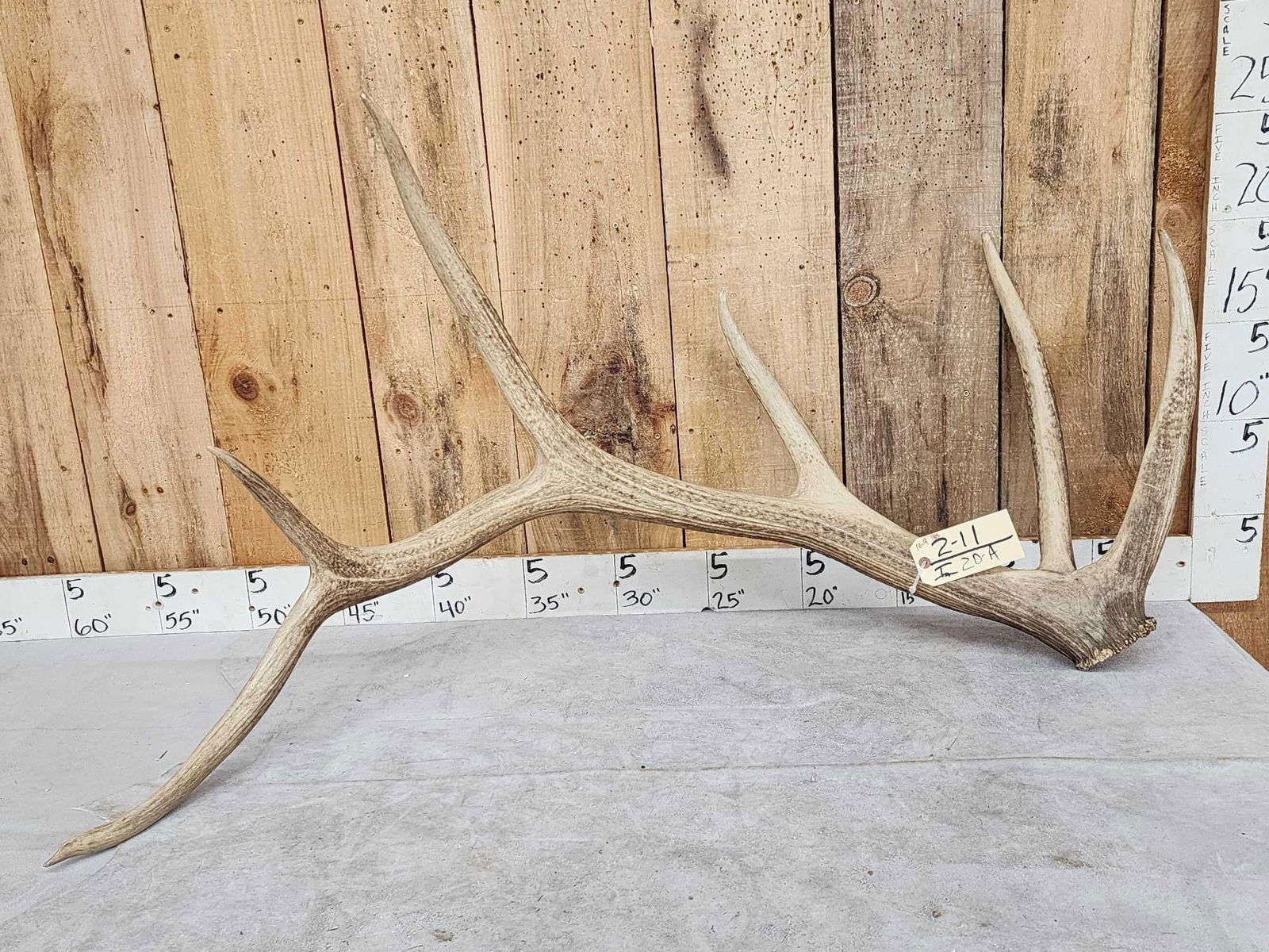 10.8 Lbs Elk Shed Antler (1 of 4)