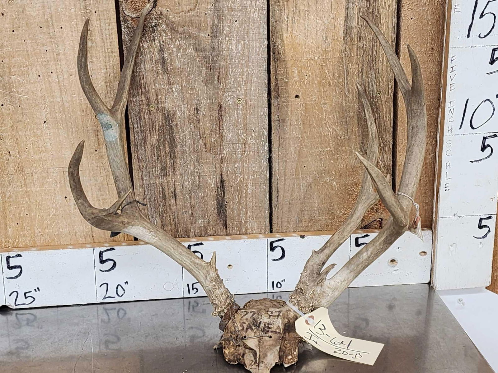 Vintage Double Main Beam Mule Deer Antlers On Skull Plate: 13.64 Great look with metal 1961 Wyoming tag