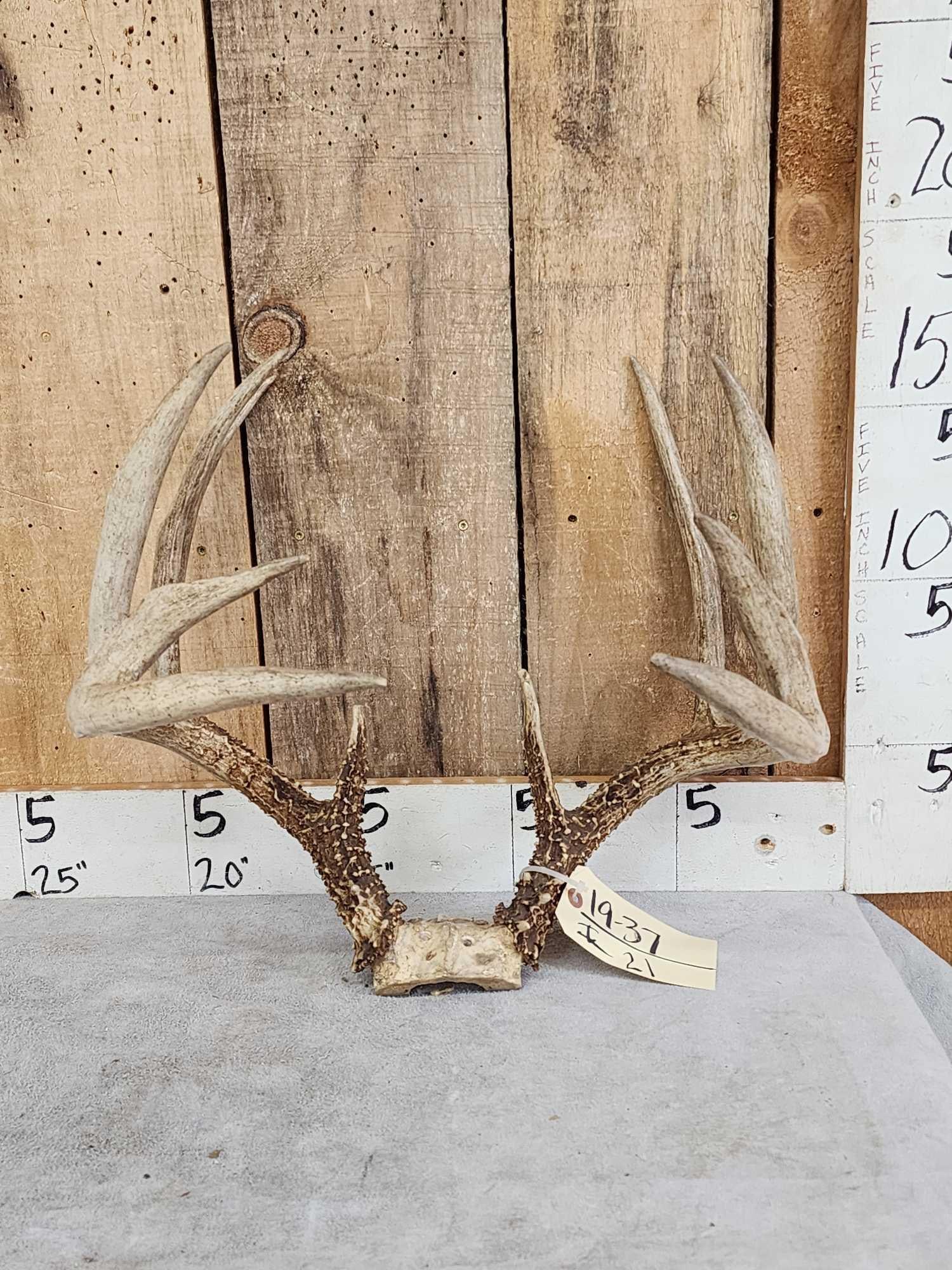Wild Main Frame 5x5 Whitetail Antlers On Skull Plate: 19.37 Great color heavy beading gross score around 169"