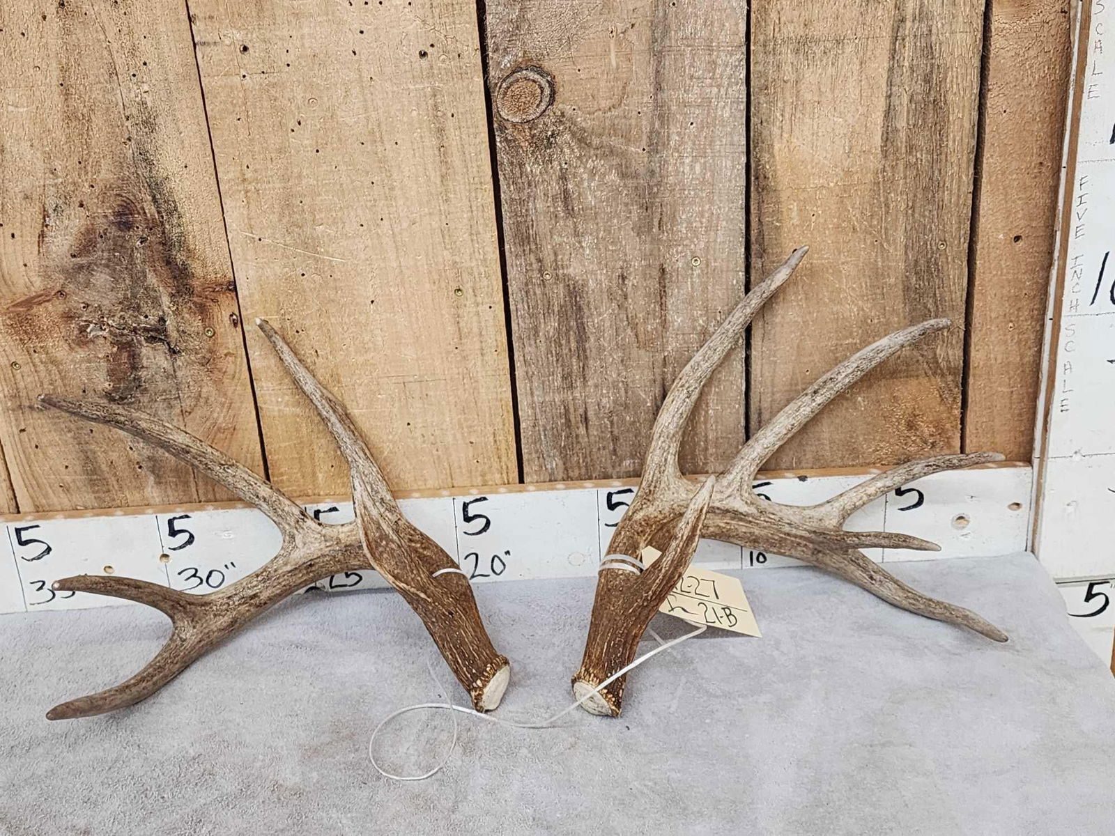 Main Frame 5x5 Canadian Whitetail Shed Antlers (1 of 7)
