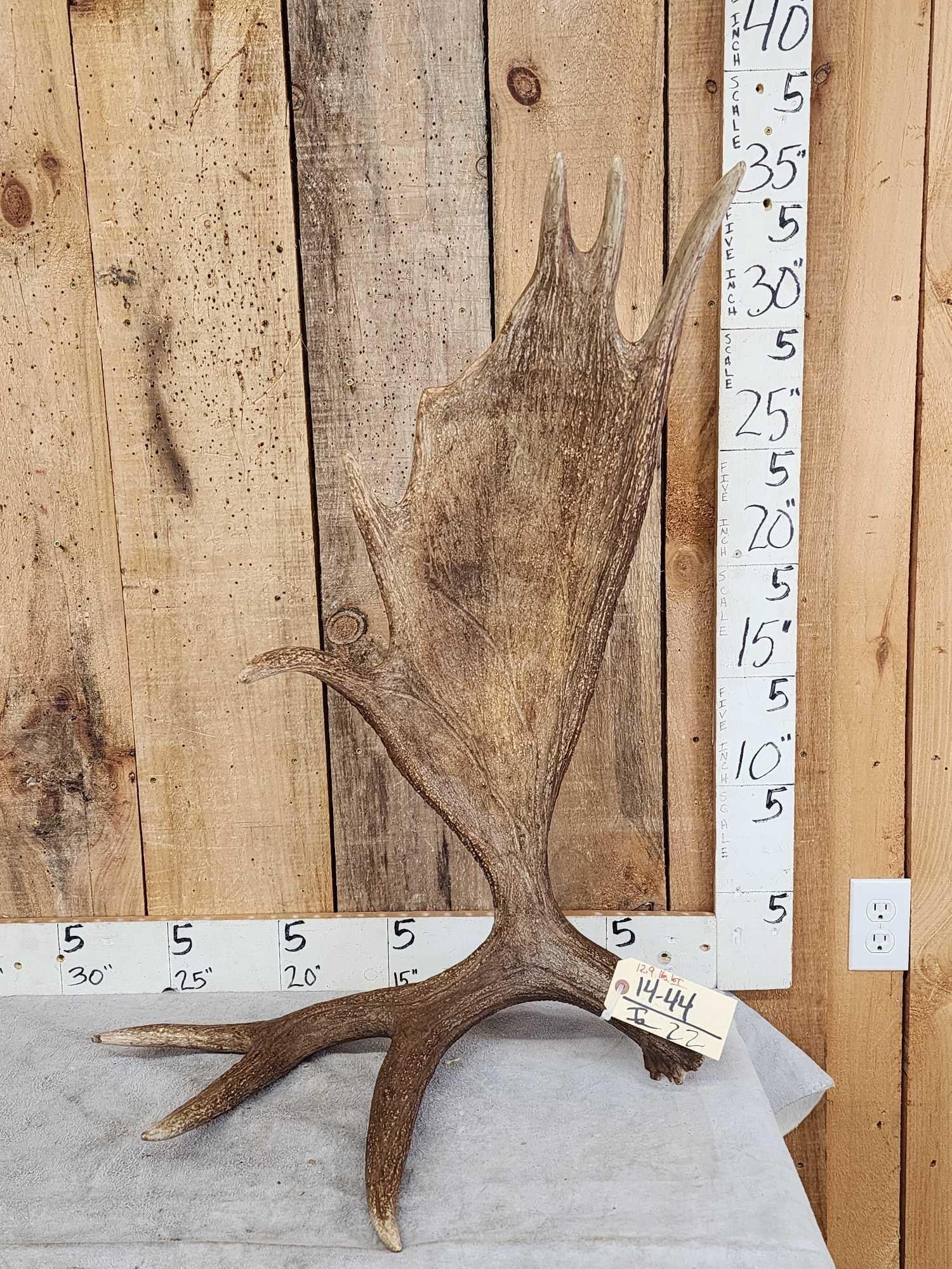 12.9 Lbs Self Standing Moose Shed Antler (1 of 5)