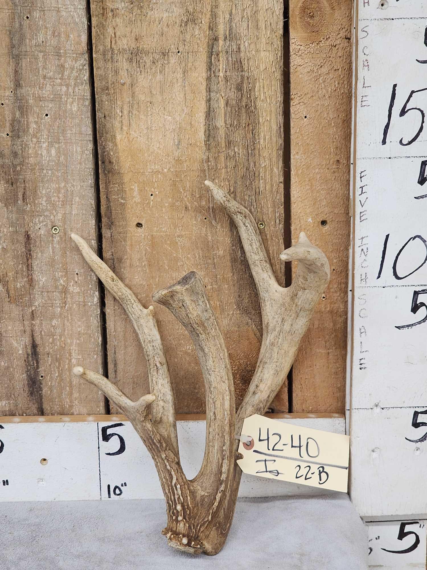 Freak Triple Main Beam Whitetail Shed Antler (1 of 5)