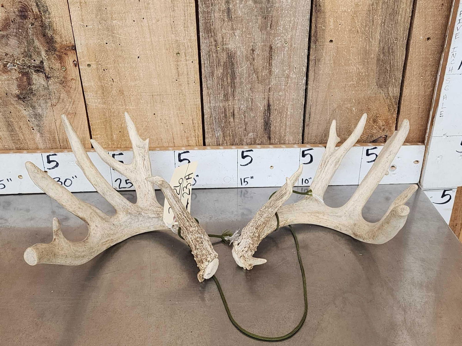 Heavy Mass Main Frame 6x5 Whitetail Shed Antlers: 37.26 With extras