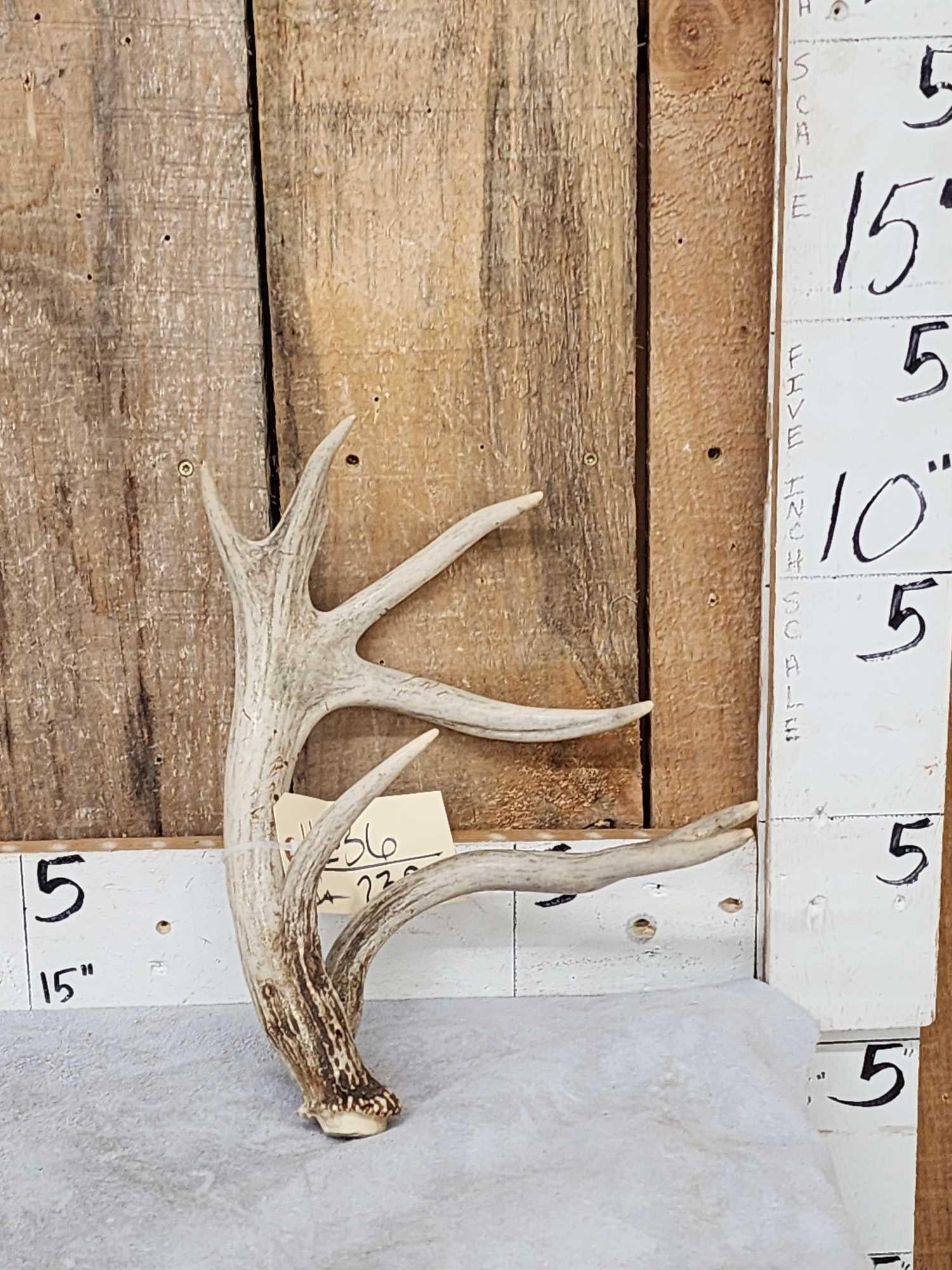 Cool Double Main Beam Whitetail Shed Antler (1 of 5)