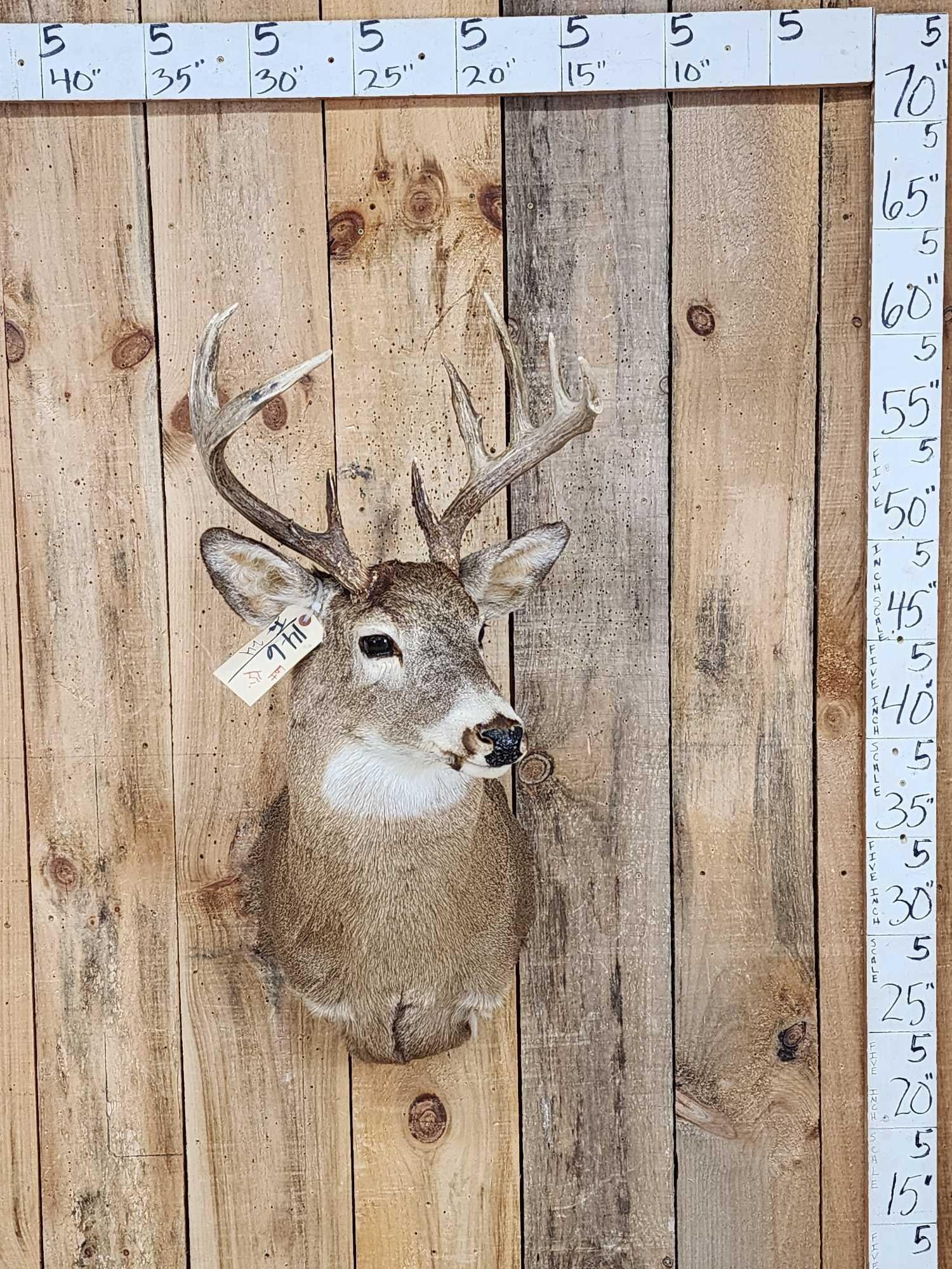 5x5 Whitetail Shoulder Mount Taxidermy (1 of 4)