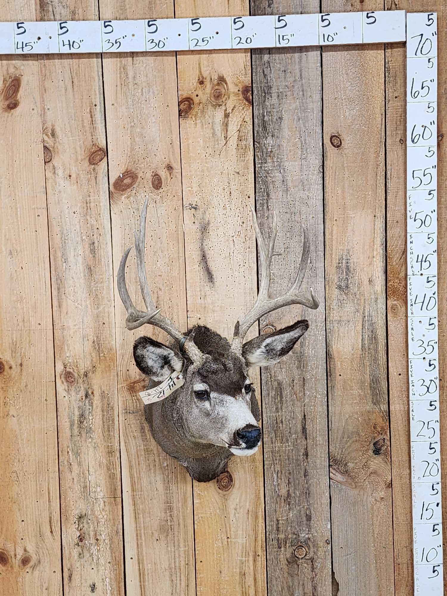 6x5 Mule Deer Shoulder Mount Taxidermy: 14.21 Solid mount good colors