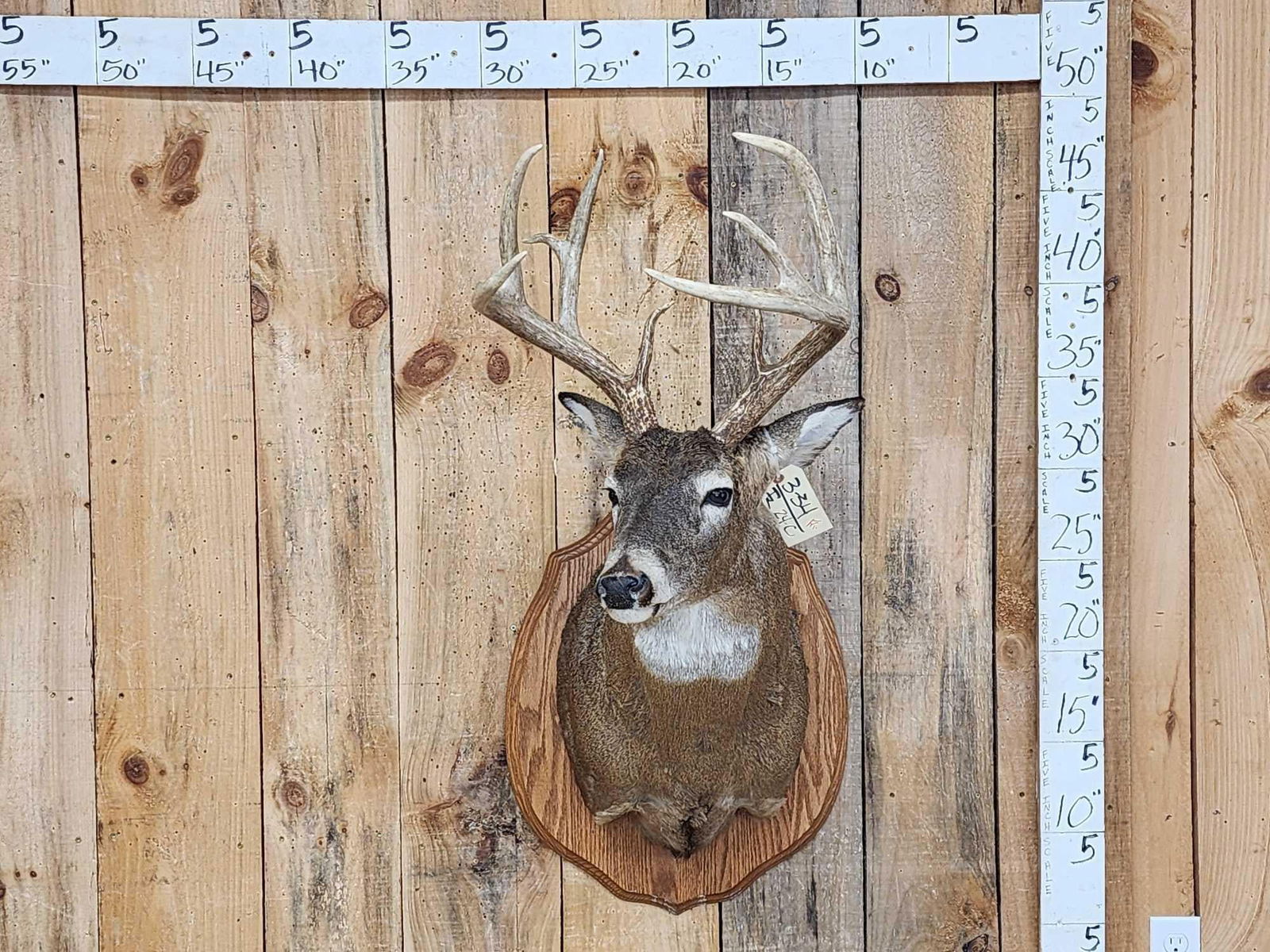 4x5 Whitetail Shoulder Mount Taxidermy: 3.34 Pretty mount great colors lots of character