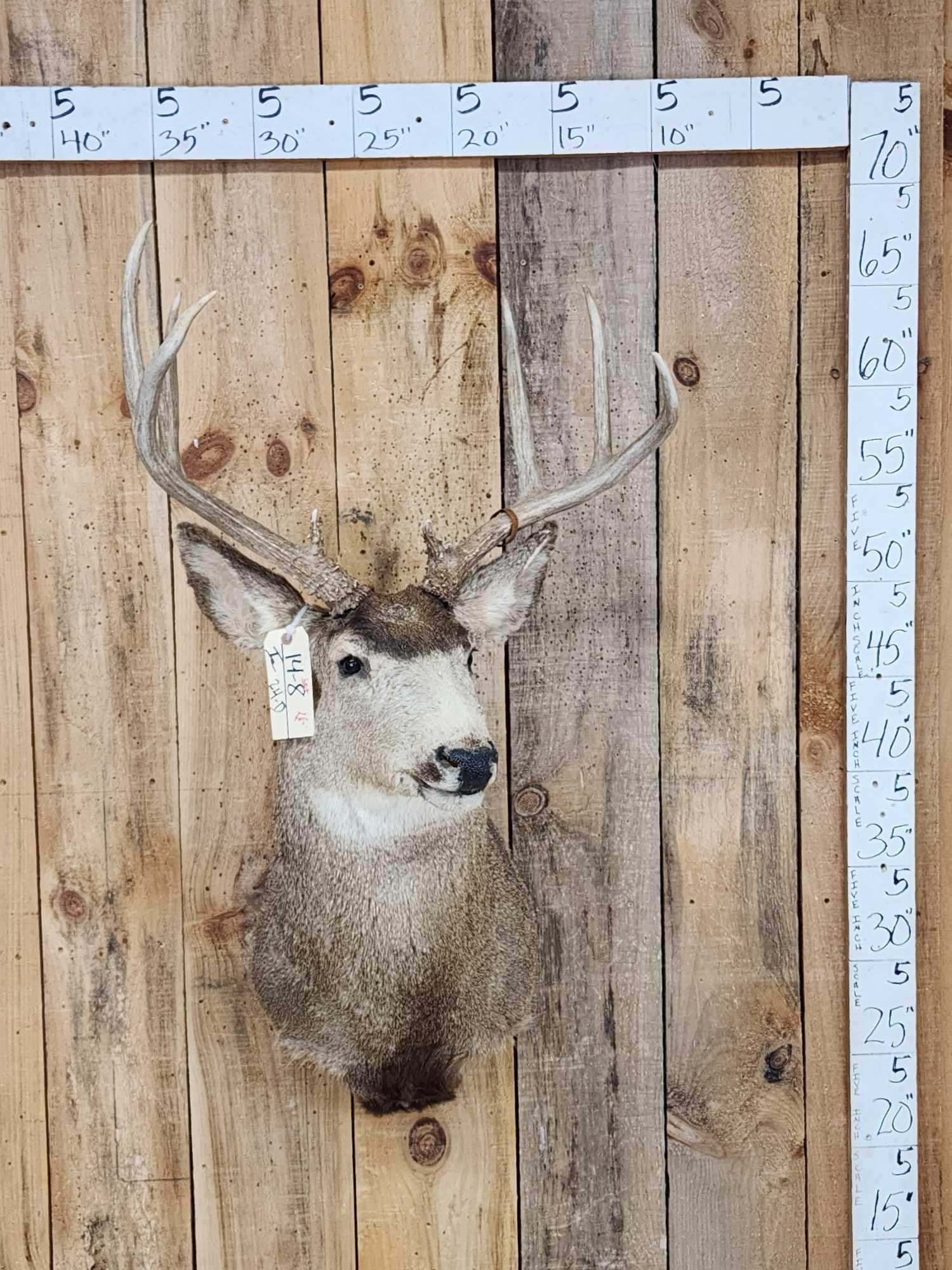 4x4 Mule Deer Shoulder Mount Taxidermy (1 of 4)