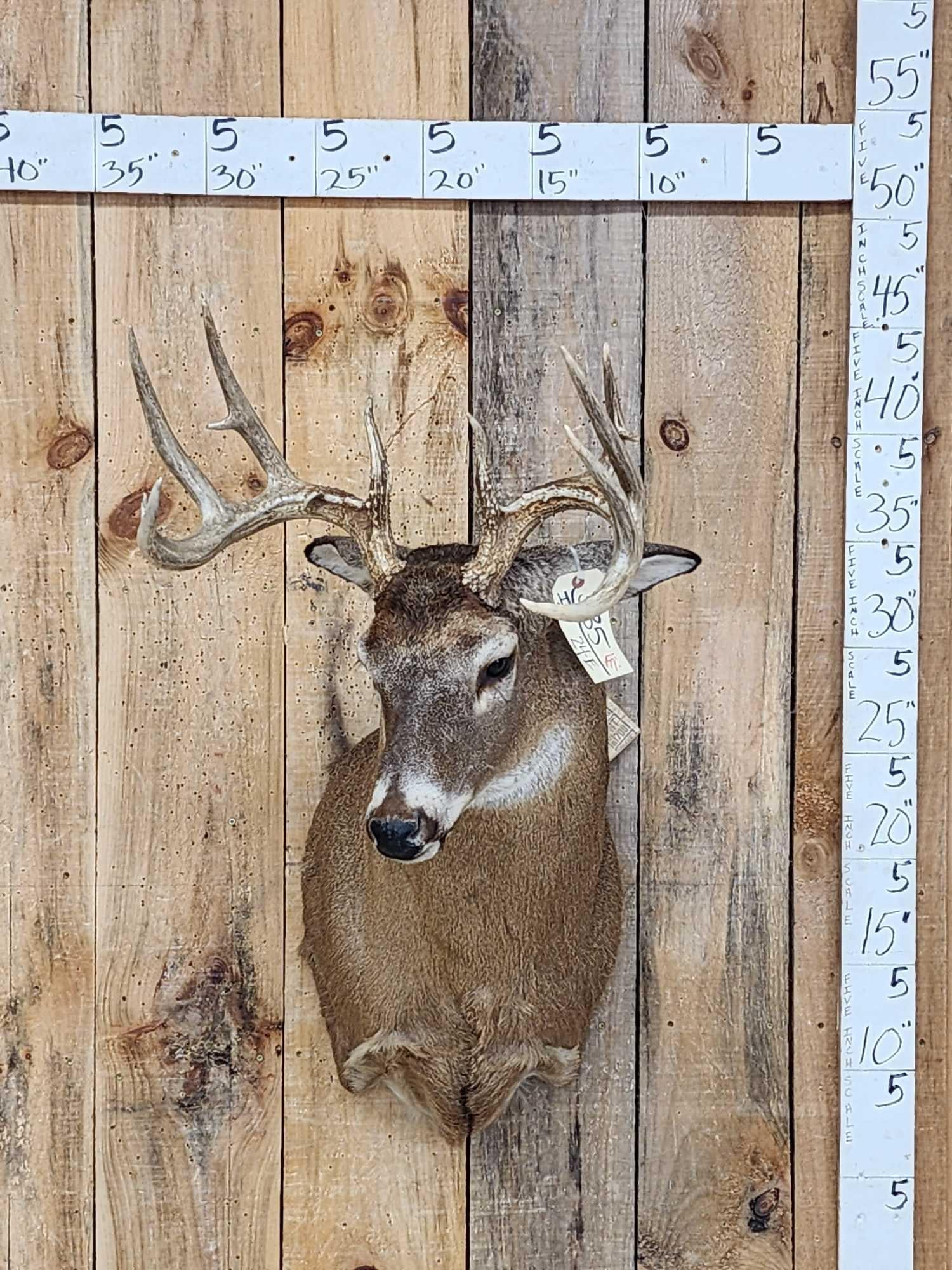 5x5 Whitetail Shoulder Mount Taxidermy (1 of 5)