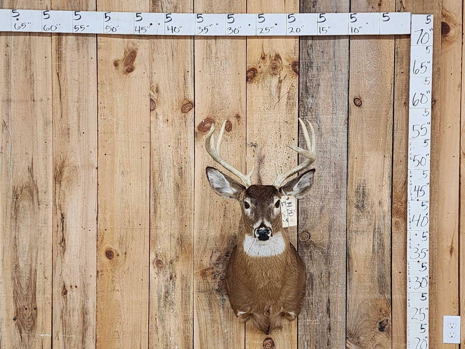 4x4 Whitetail Shoulder Mount Taxidermy (1 of 4)