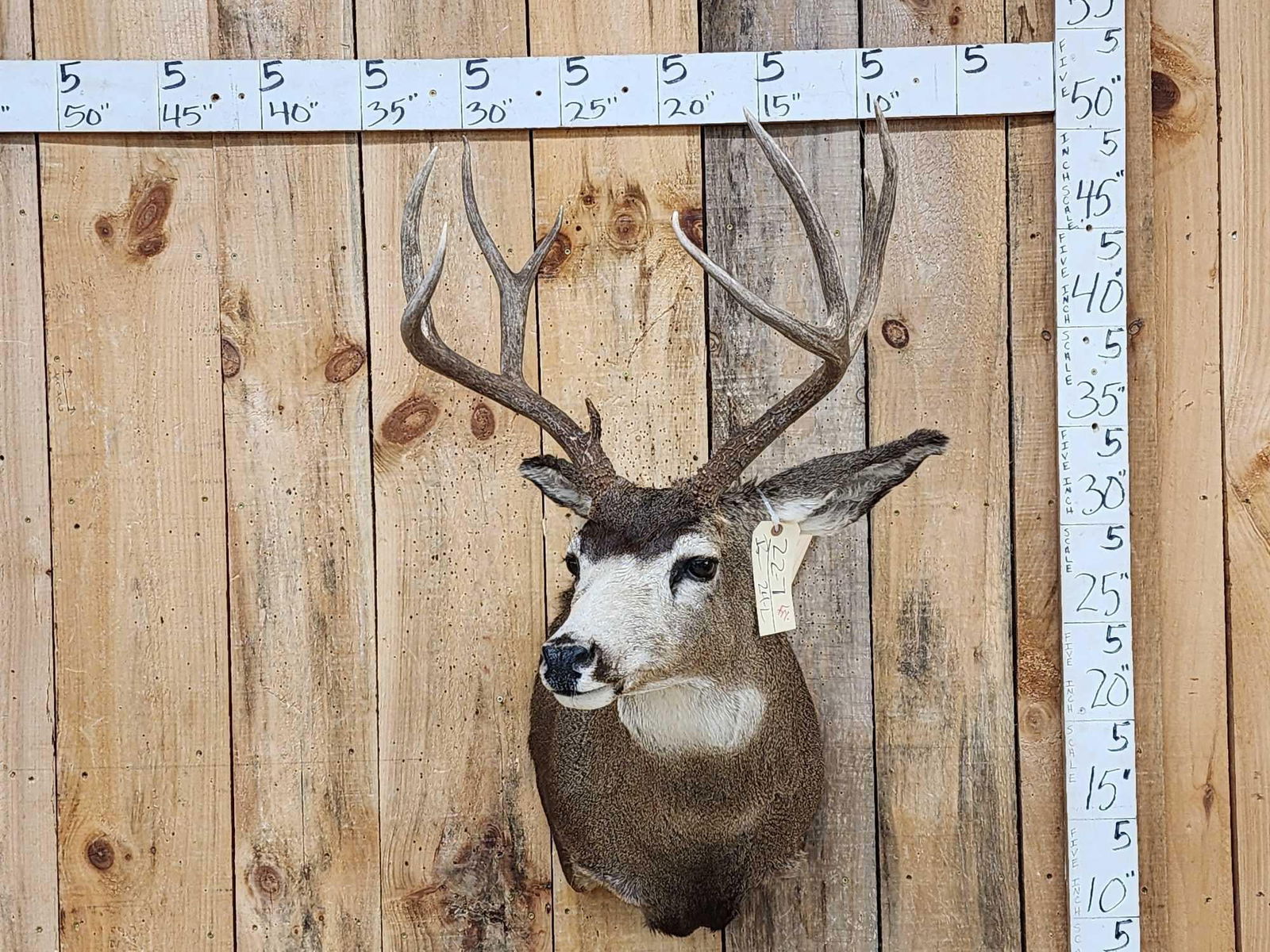 5x5 Mule Deer Shoulder Mount Taxidermy (1 of 6)