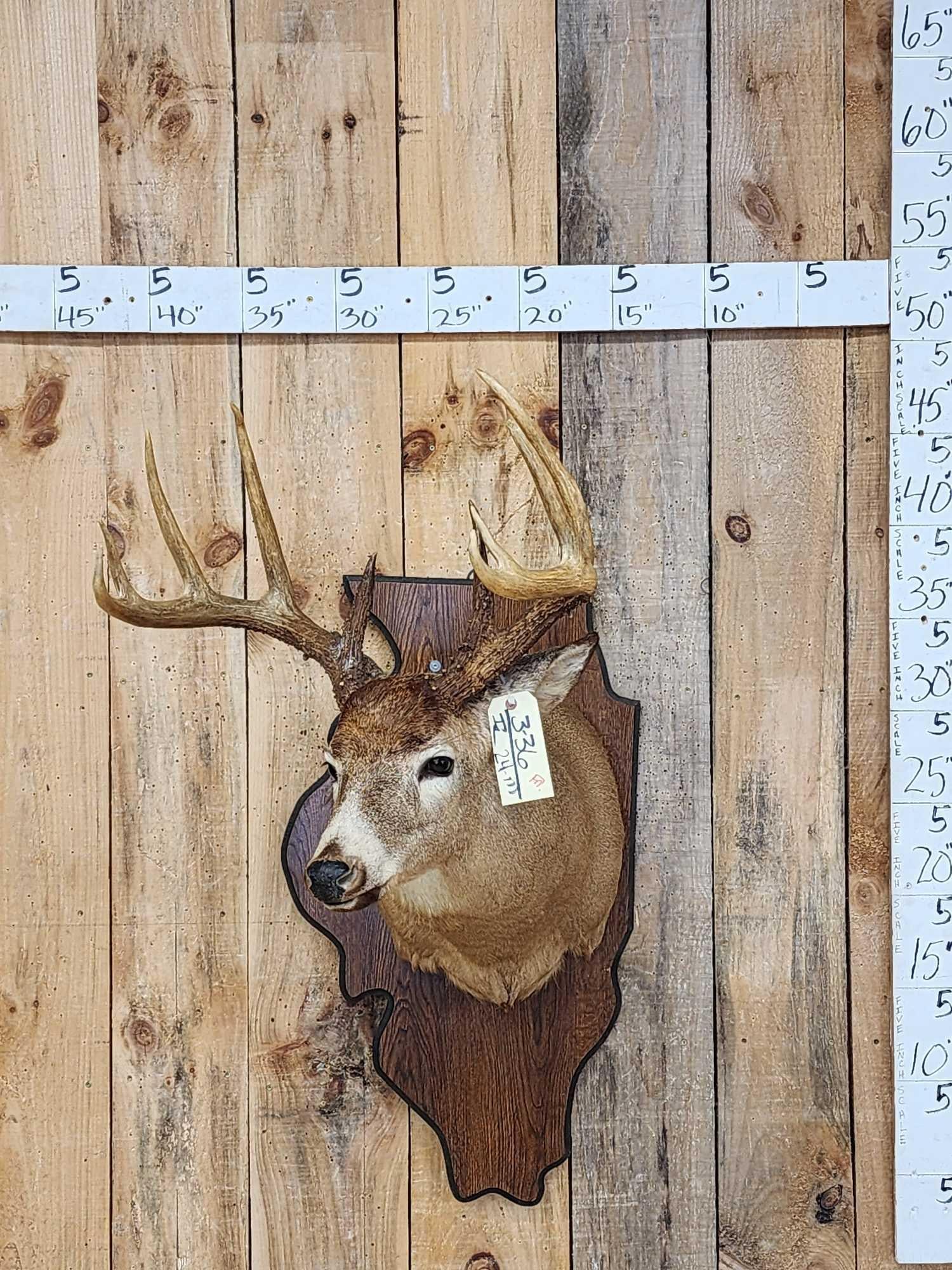 5x5 Whitetail Shoulder Mount Taxidermy: 3.36 Nice mount heavy beading good patina