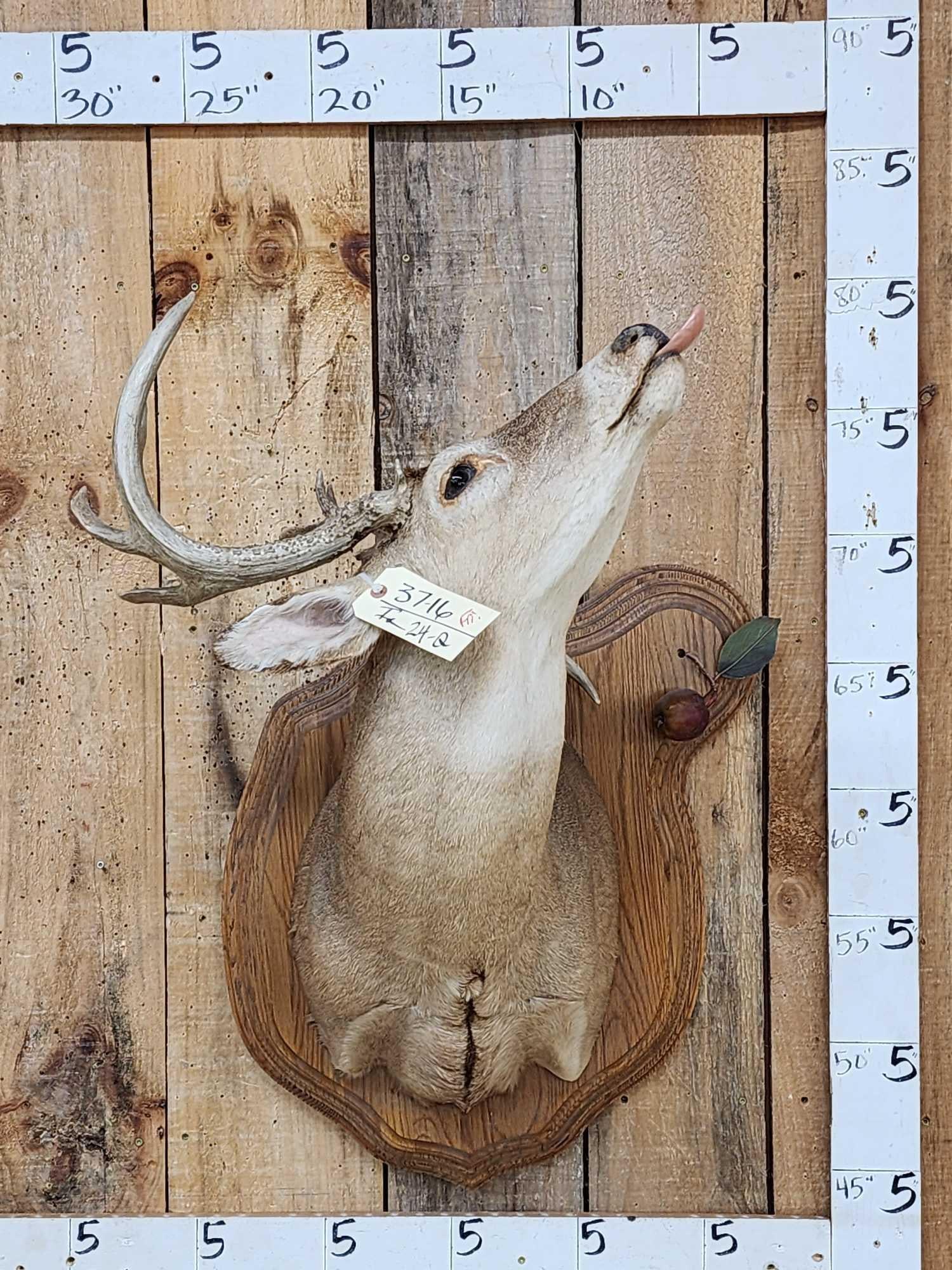 Cool Nontypical Whitetail Shoulder Mount Taxidermy (1 of 8)