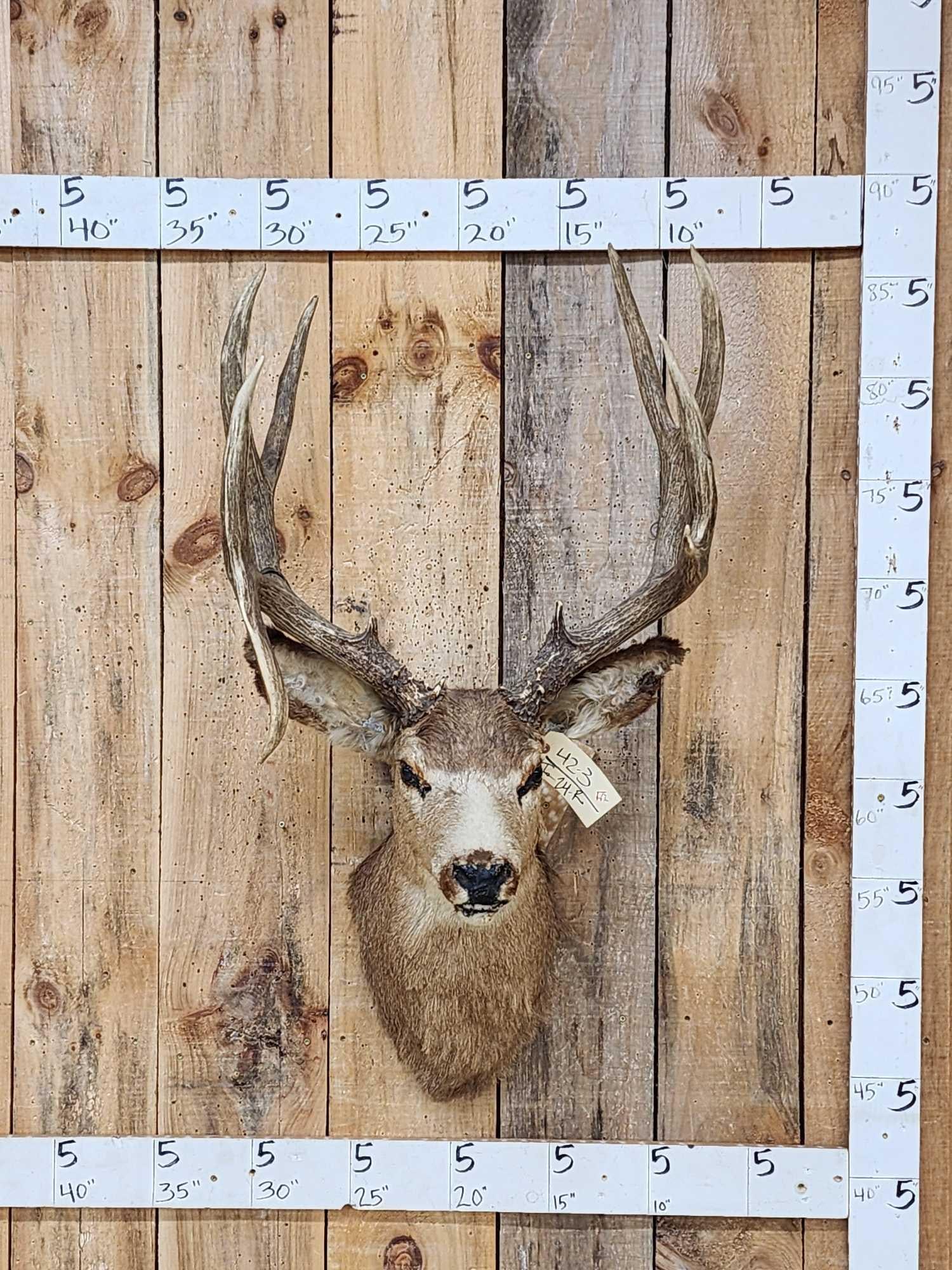 VINTAGE 5x5 Mule Deer Shoulder Mount Taxidermy (1 of 8)